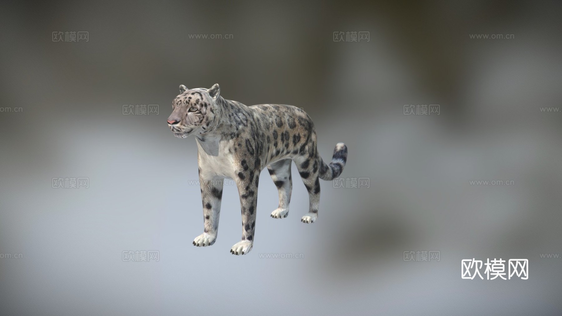 雪豹3d模型