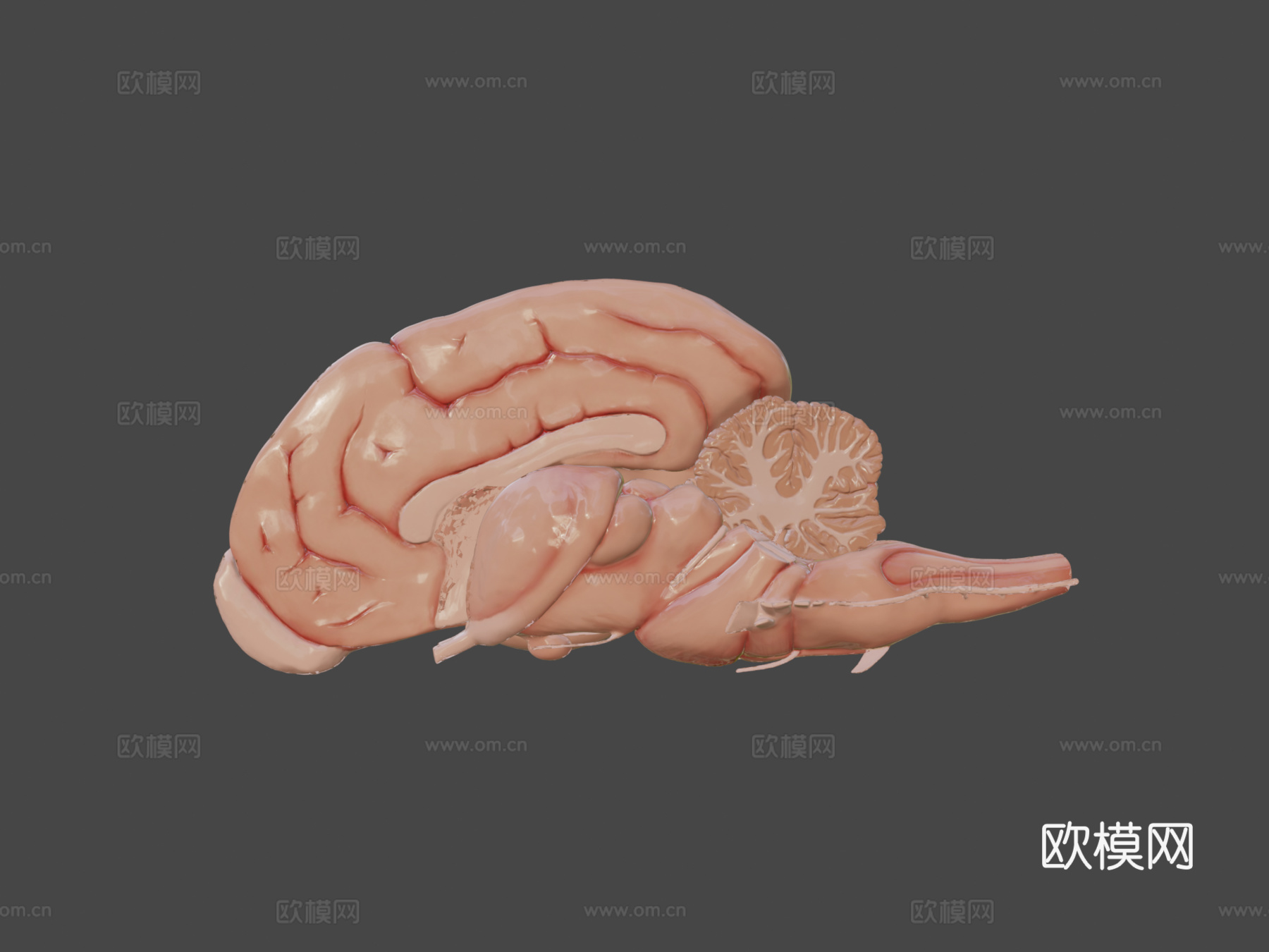 犬科动物脑与脑干解剖3d模型