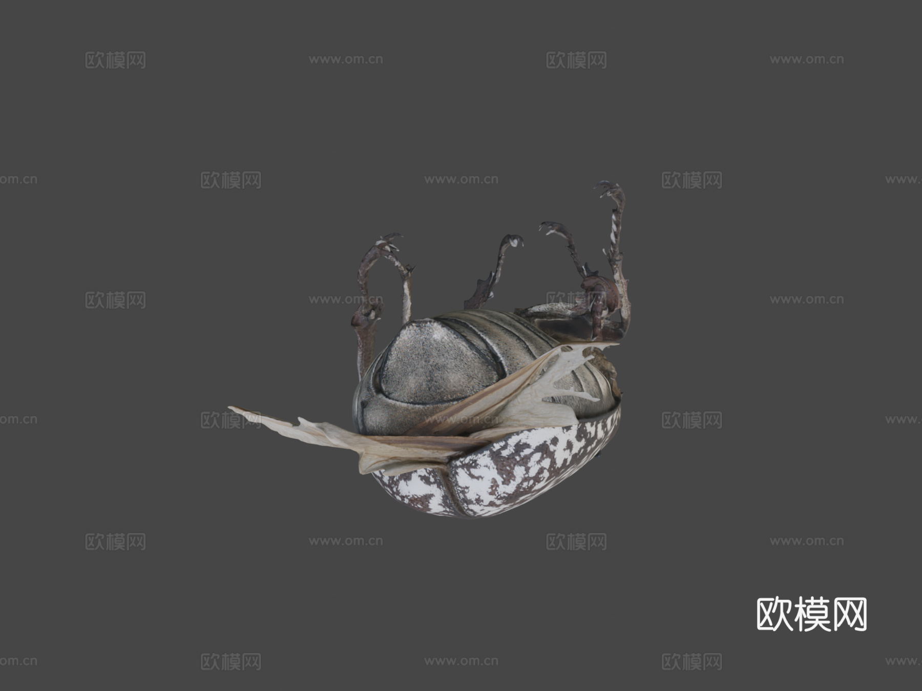 多叶甲虫(自然历史数字档案(DiNArDa))3d模型