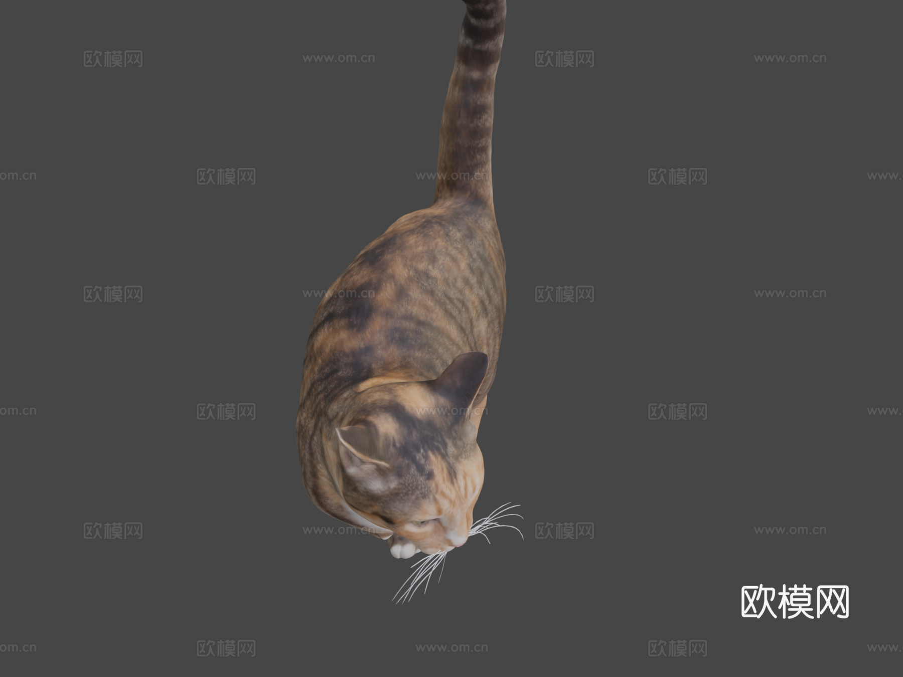 猫253d模型