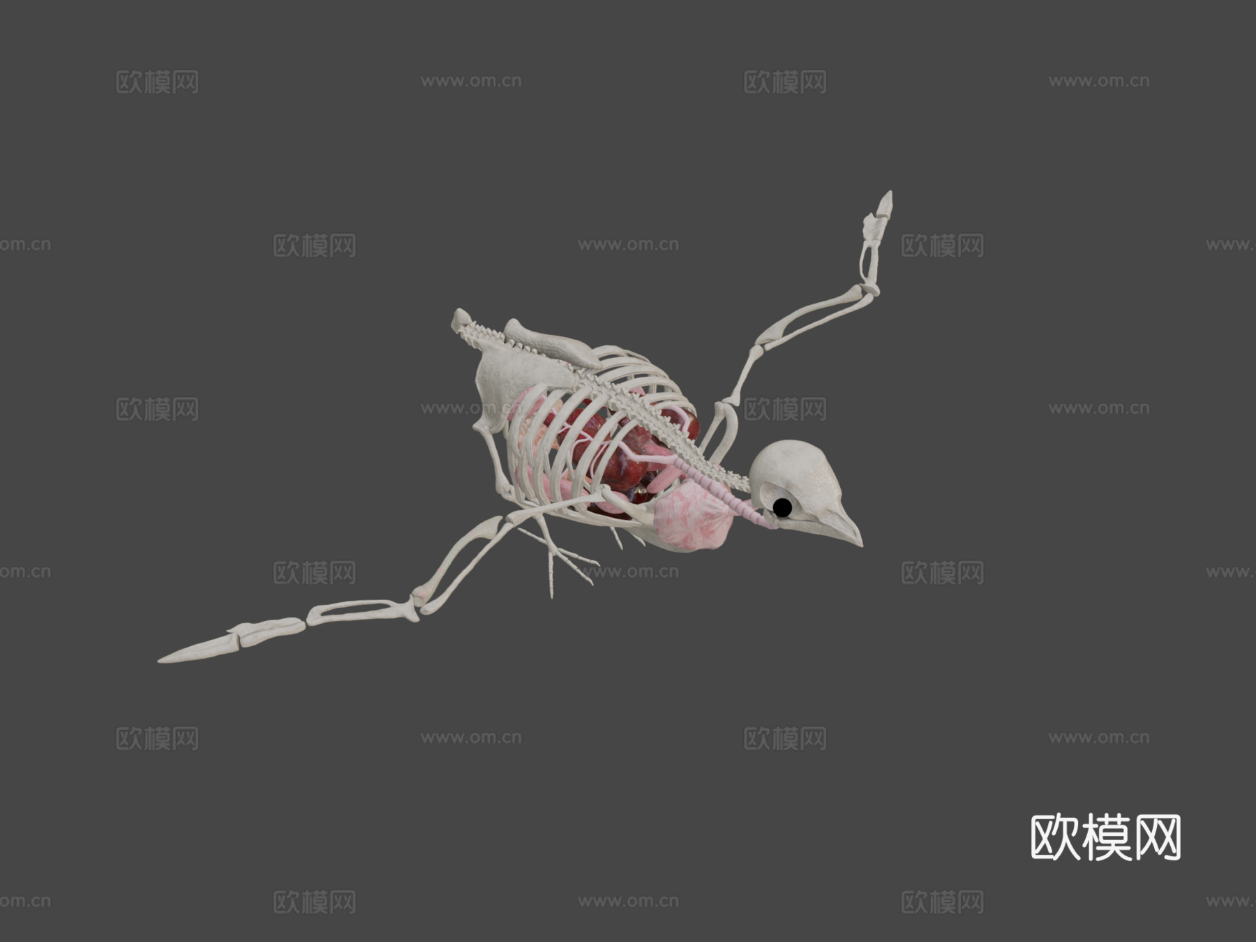 鸽子解剖3d模型