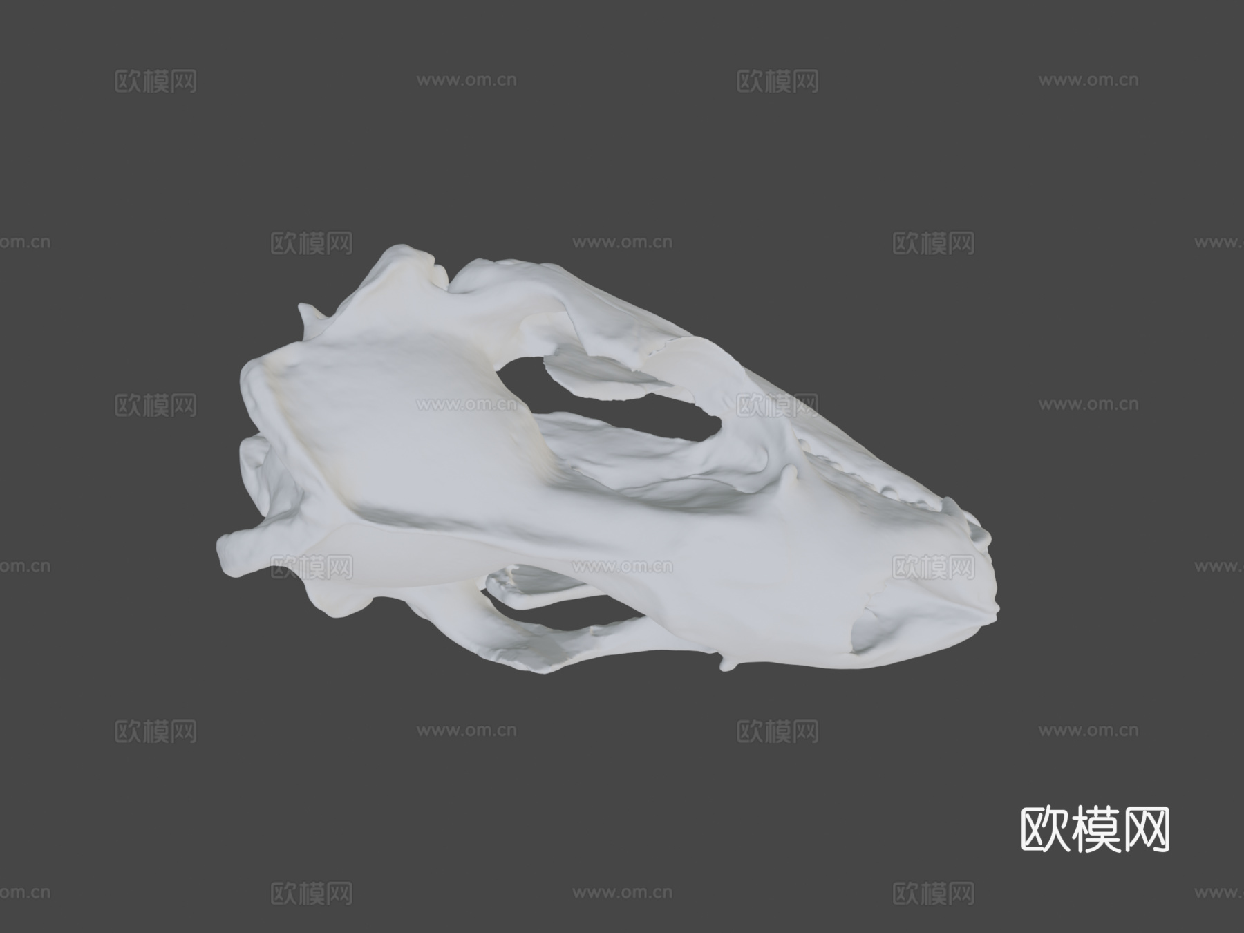 豹海豹头骨3d模型
