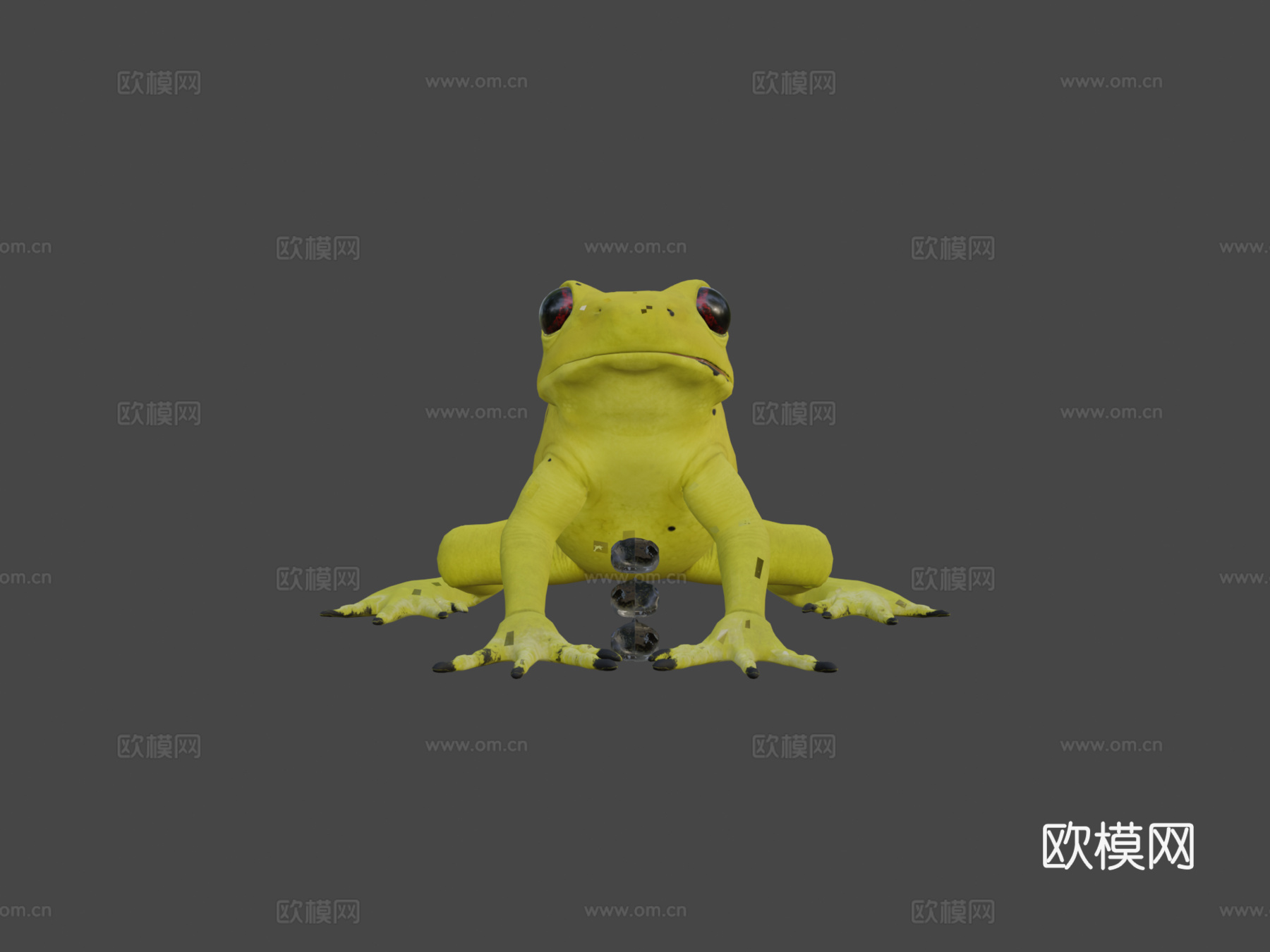 金色箭毒蛙3d模型