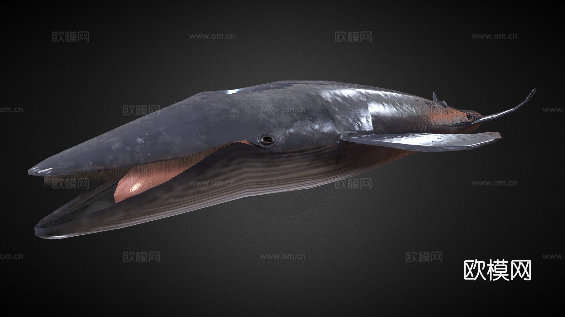 绑定蓝鲸3d模型
