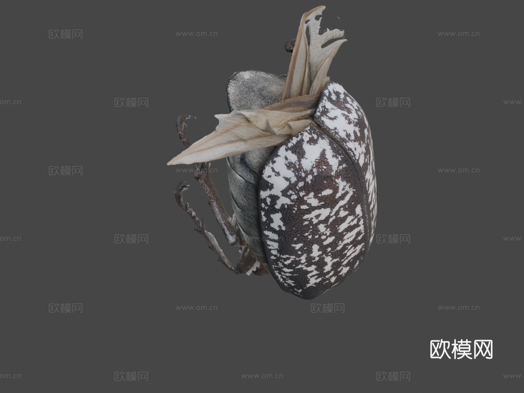多叶甲虫(自然历史数字档案(DiNArDa))3d模型