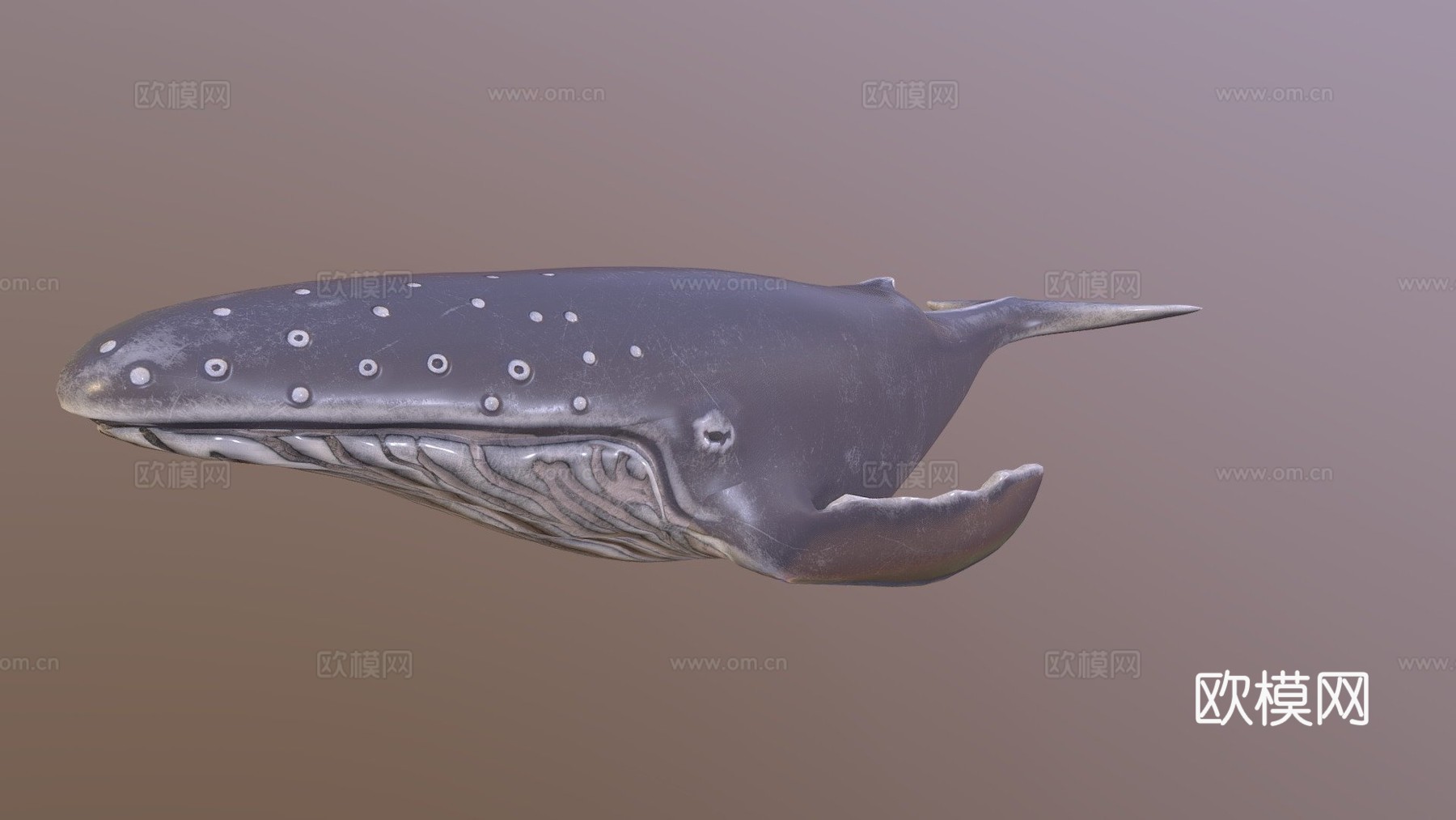 座头鲸3d模型