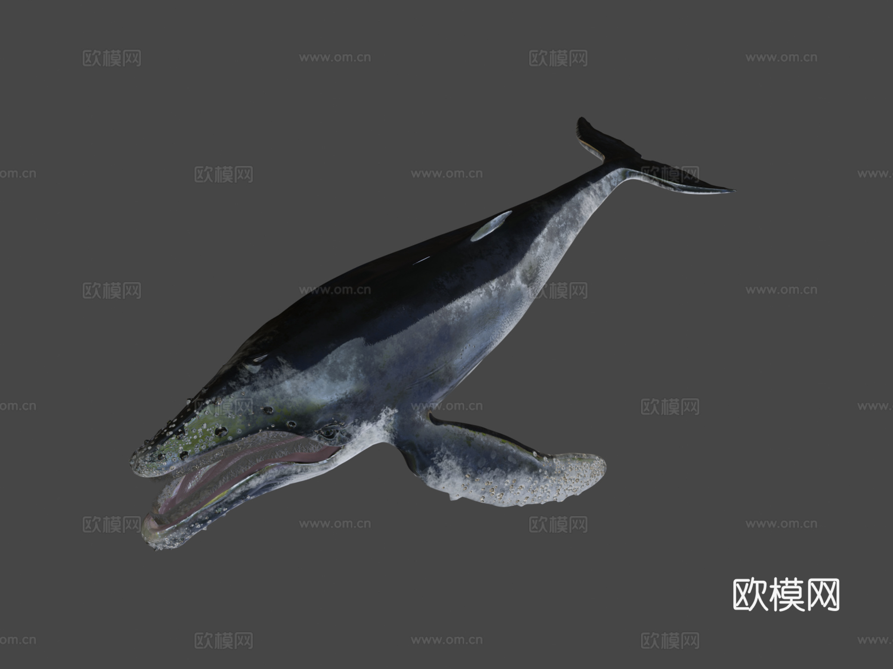 座头鲸3d模型