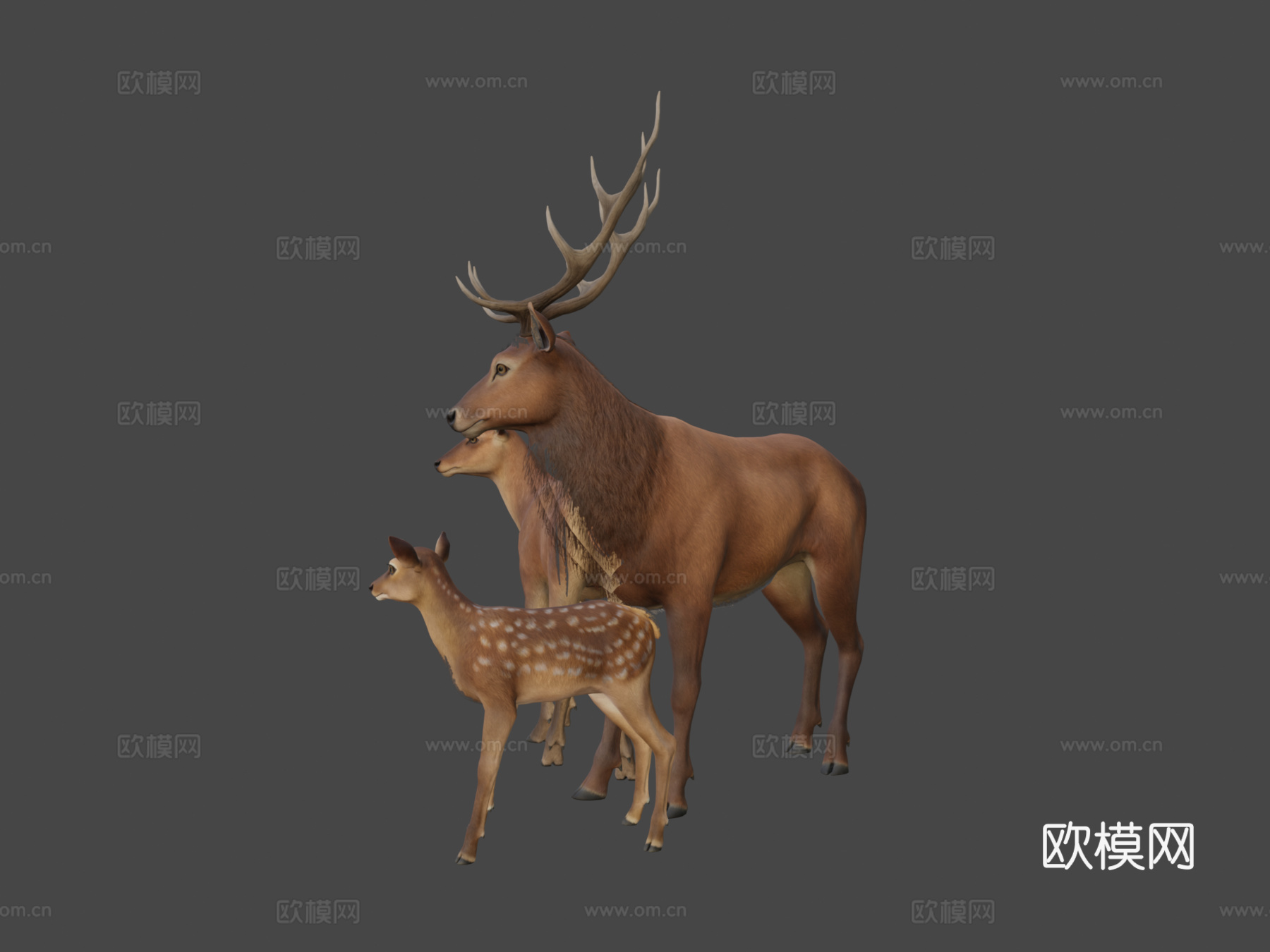 马鹿家族3d模型