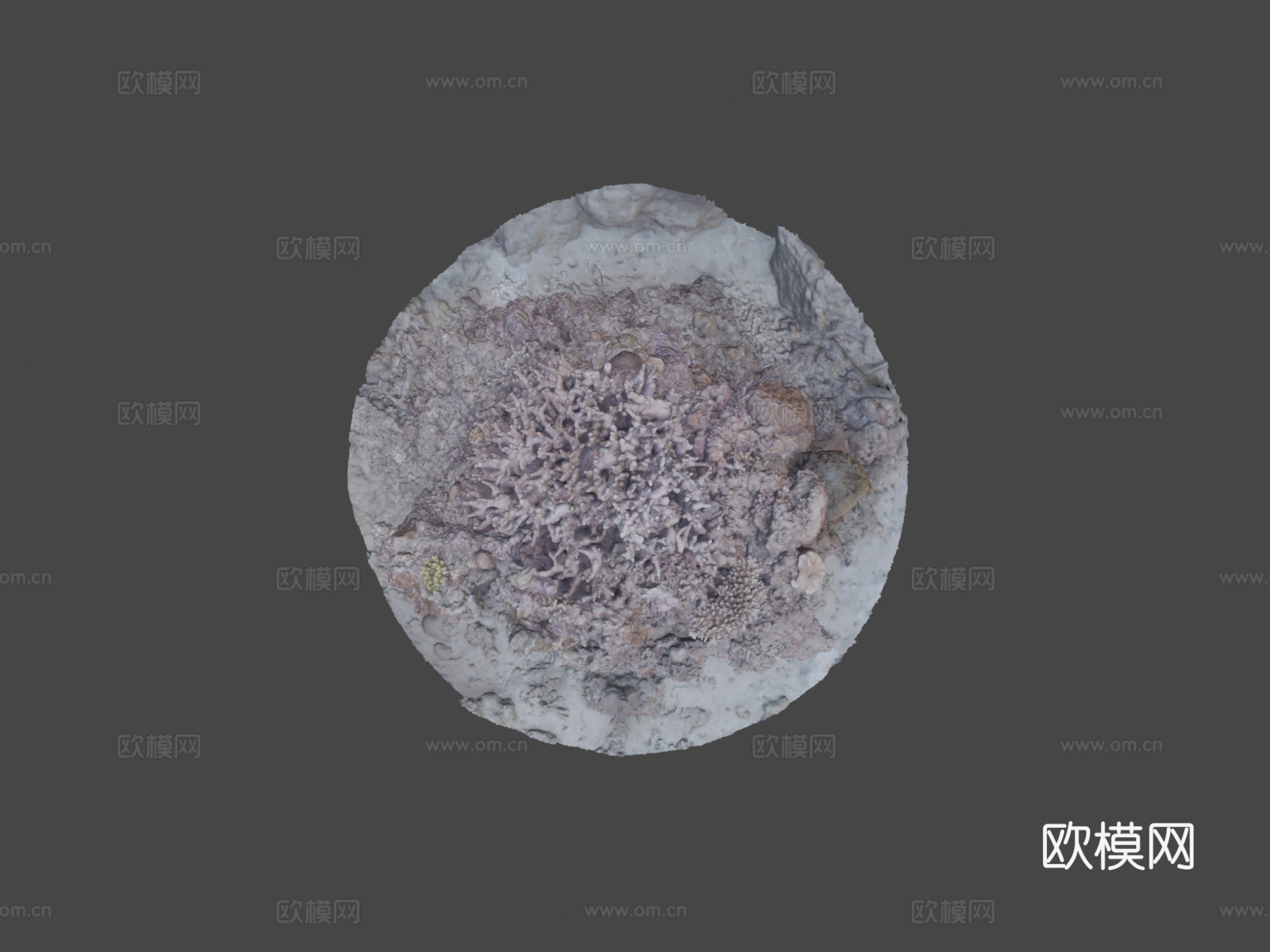 冲绳珊瑚-Agisoft自然挑战3d模型