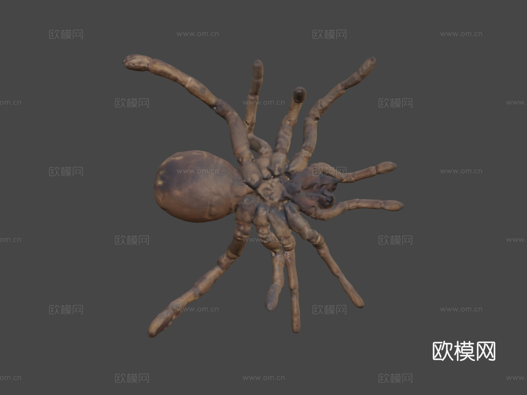 帝王狒狒捕鸟蛛3d模型