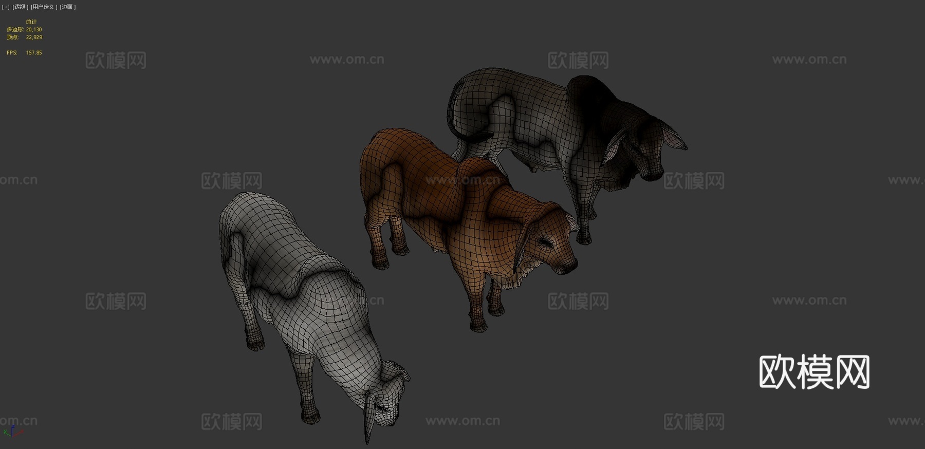 婆罗门公牛3d模型
