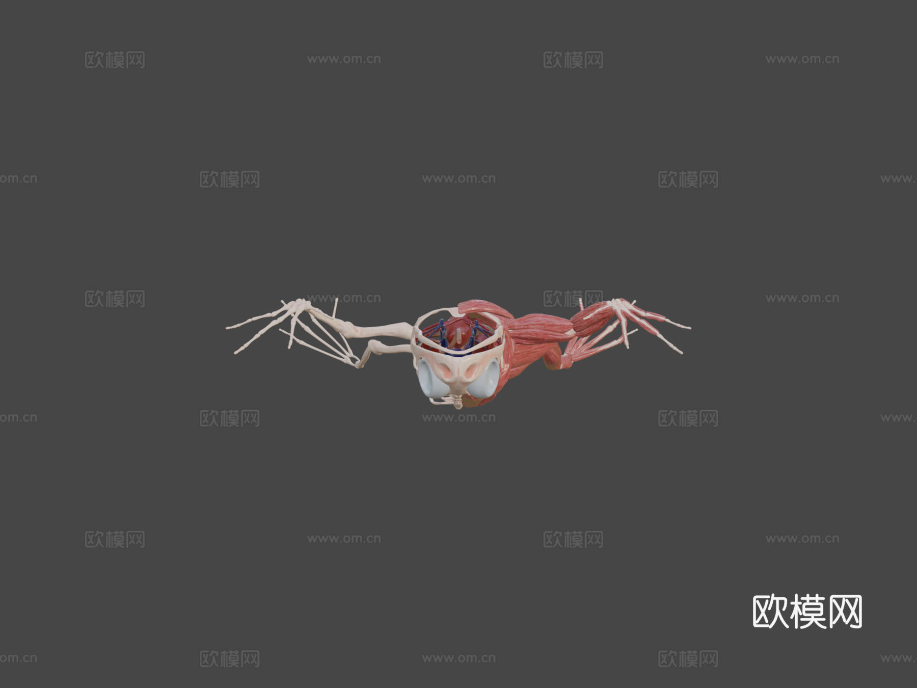 青蛙结构3d模型