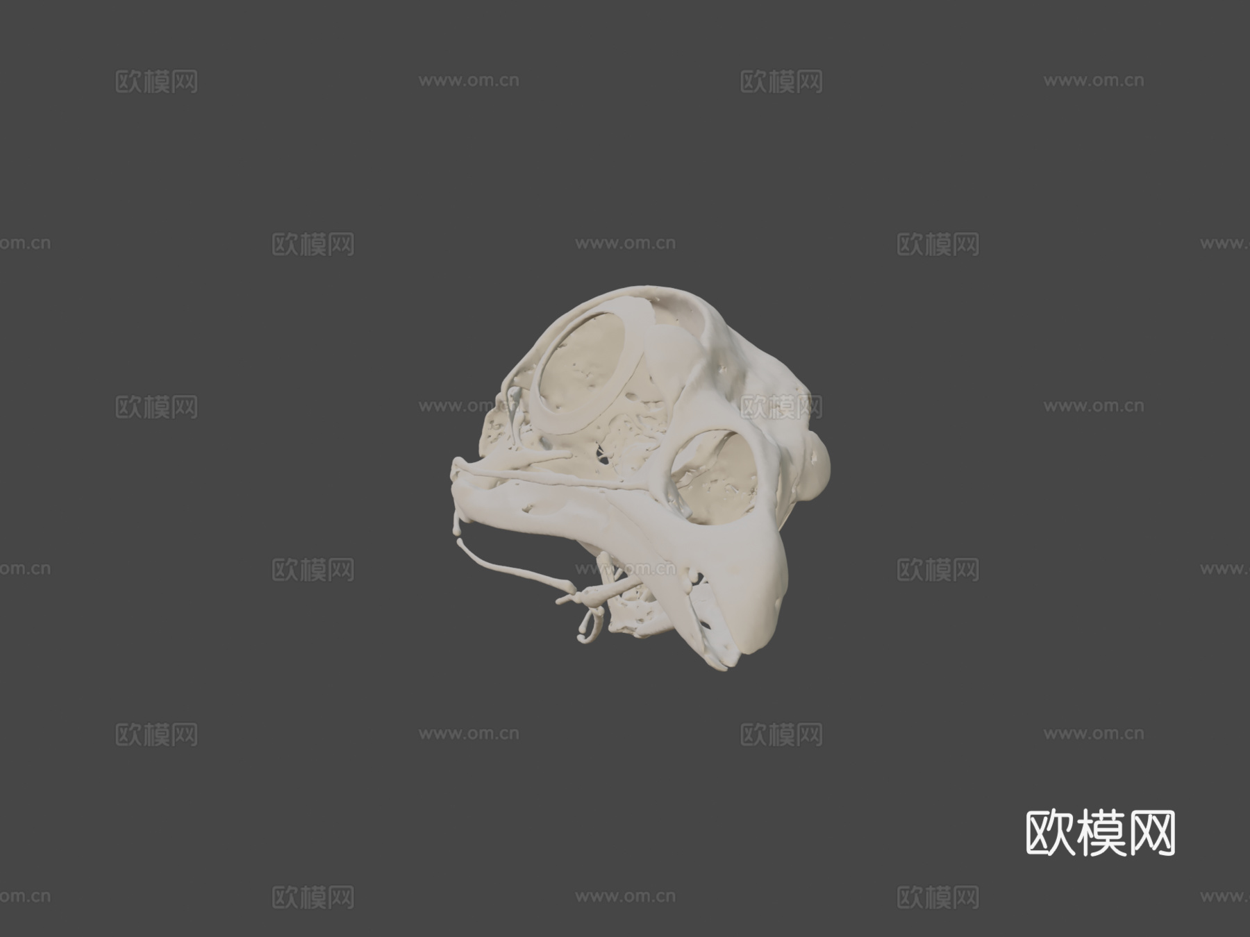 鸡头骨3d模型