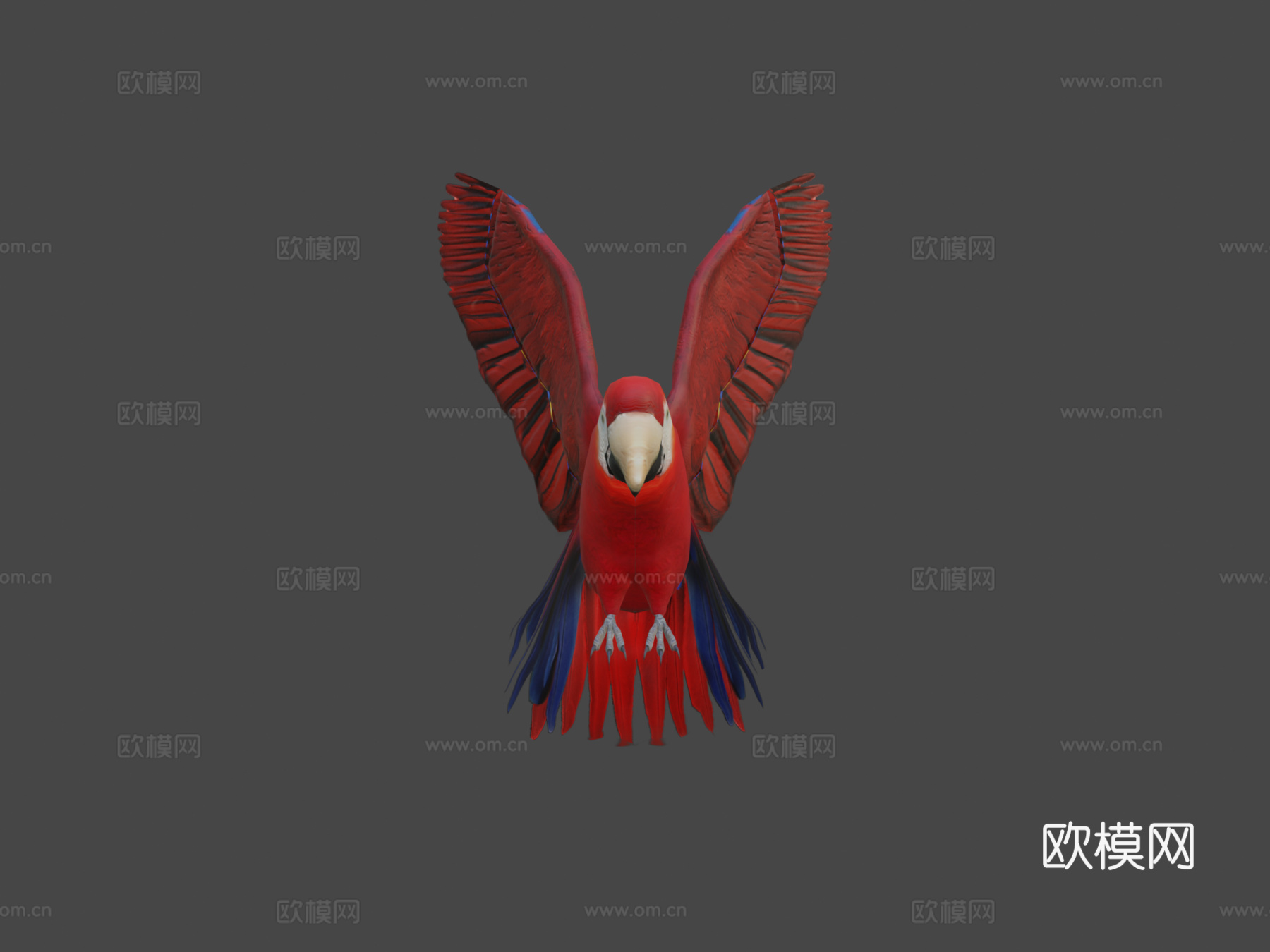 红金刚鹦鹉3d模型