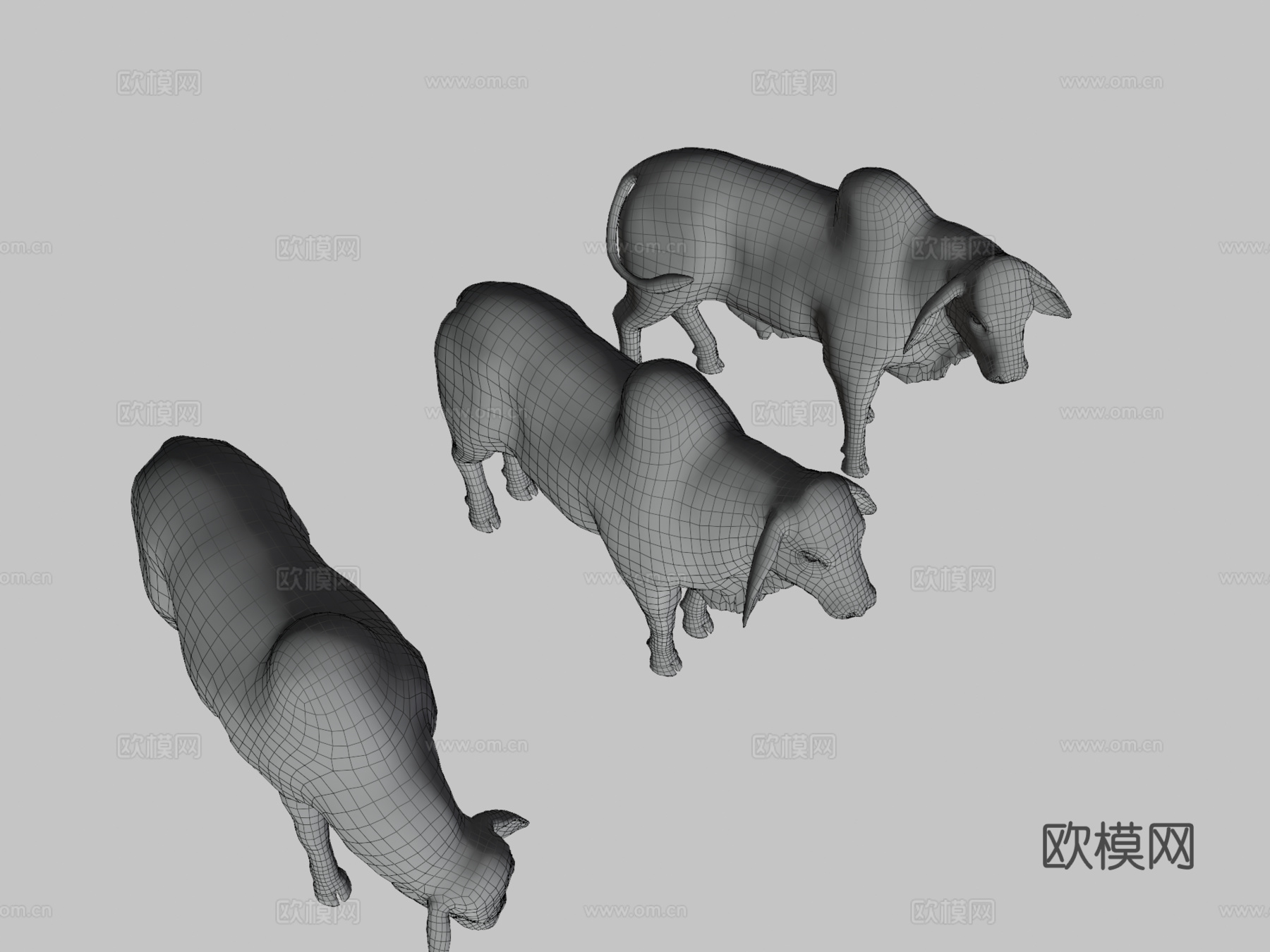 婆罗门公牛3d模型