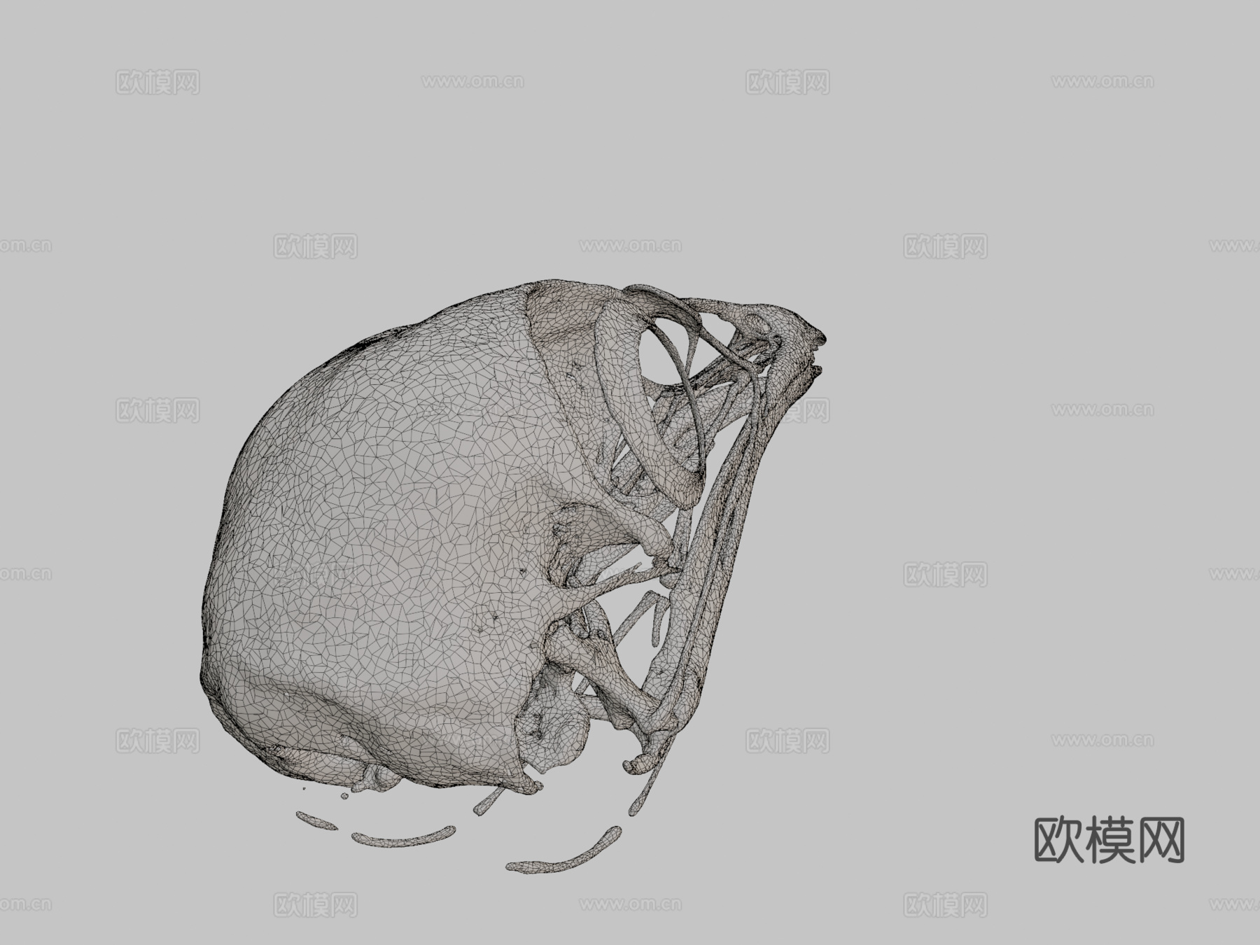 鸡头骨3d模型