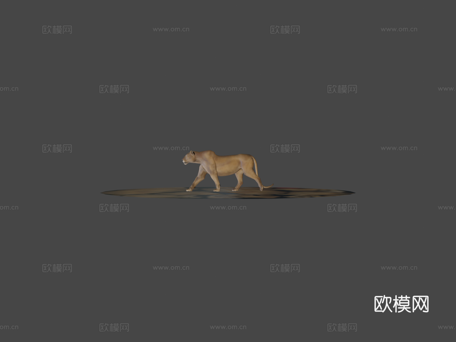 狮子行走3d模型