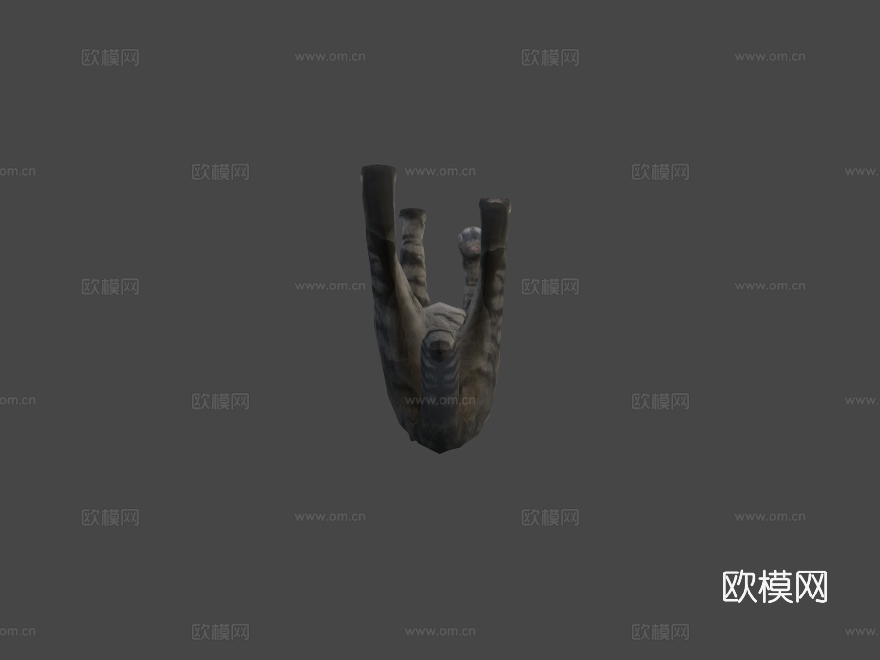 猫-行走动画3d模型