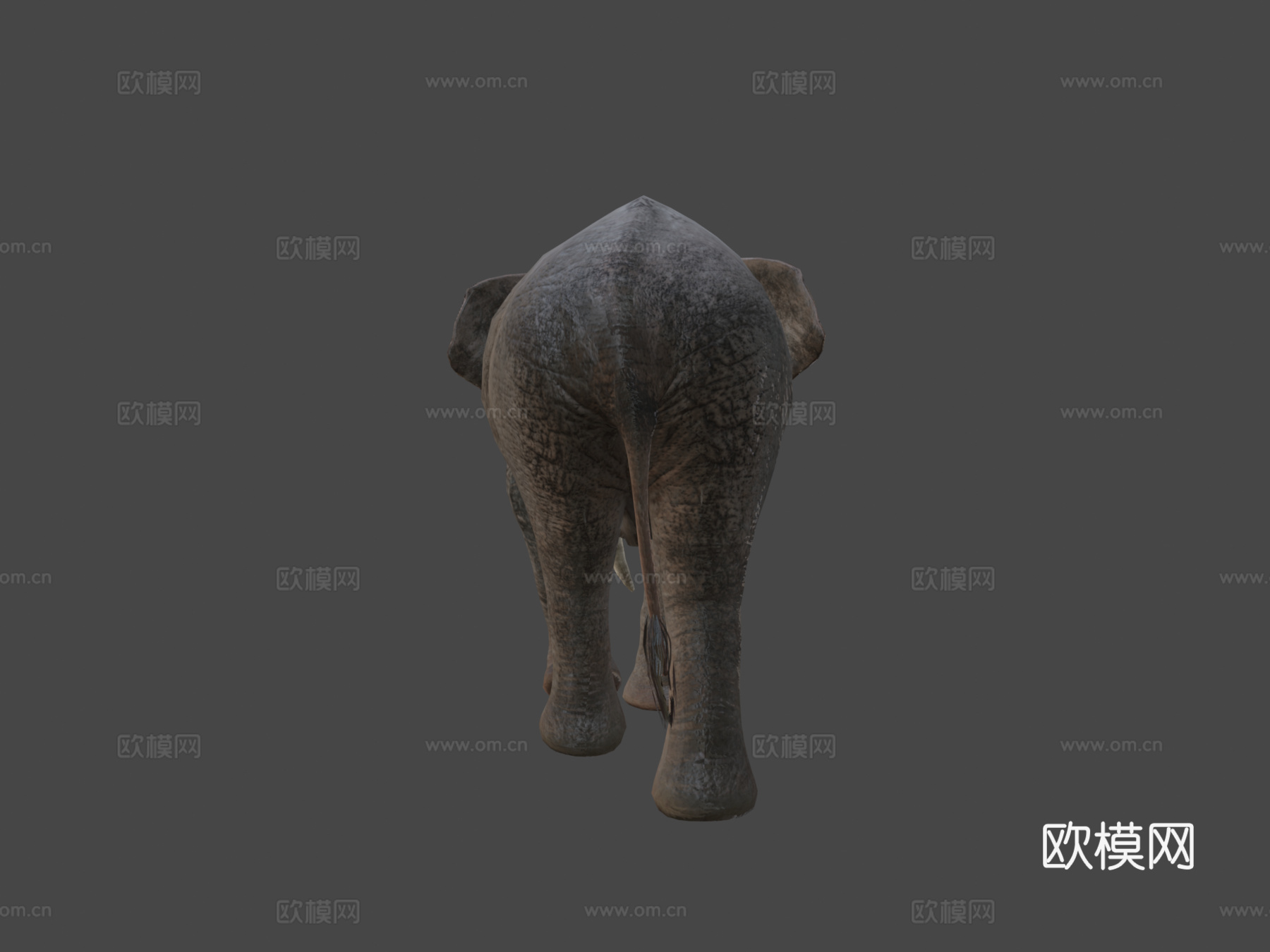象宝宝到成年3d模型