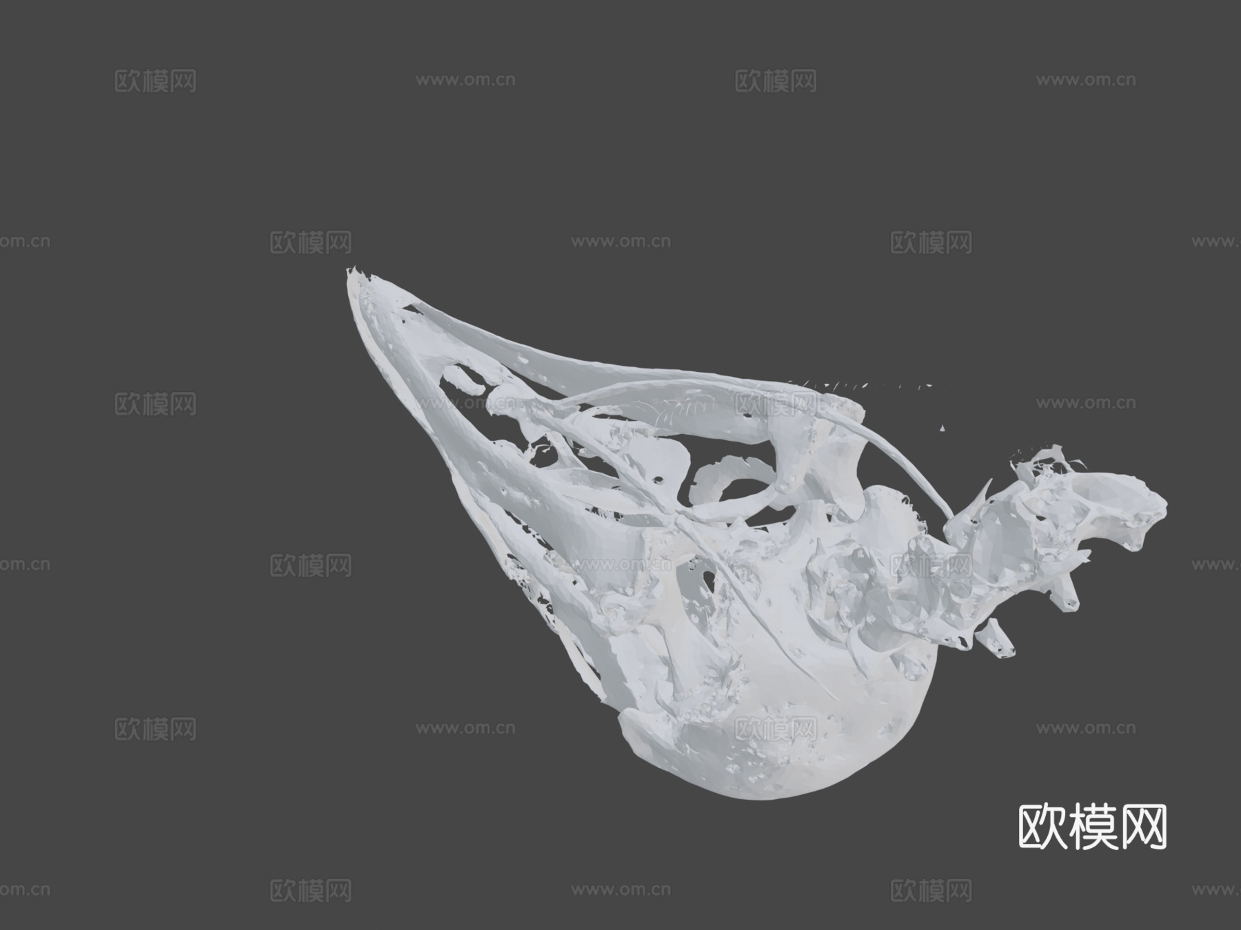 黑秃鹫头骨3d模型