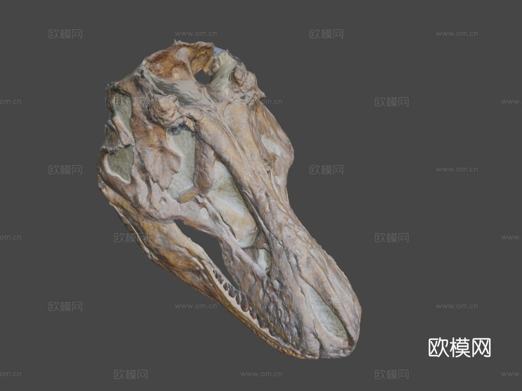 霸王龙头骨3d模型