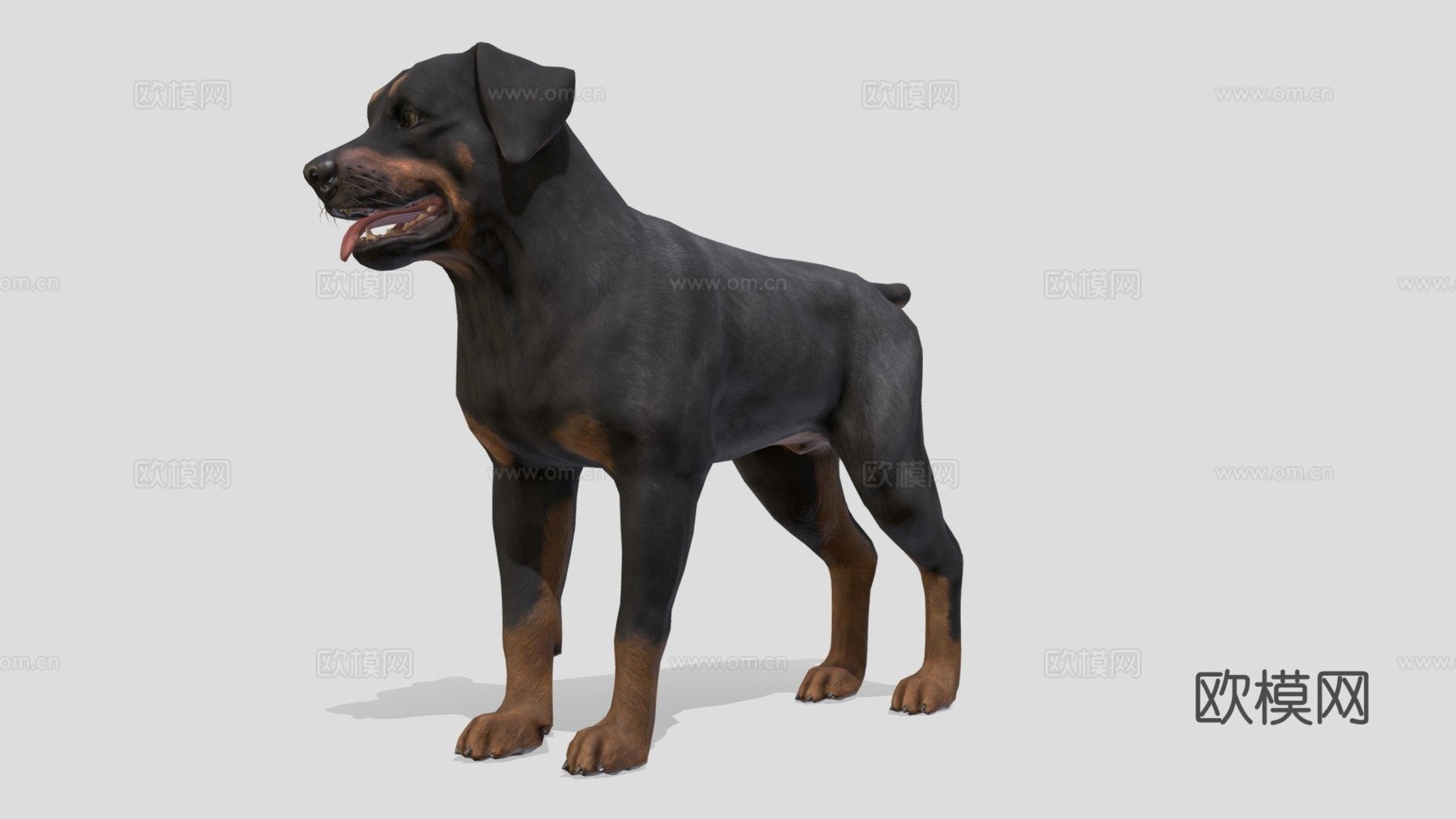 狗-罗威纳犬3d模型