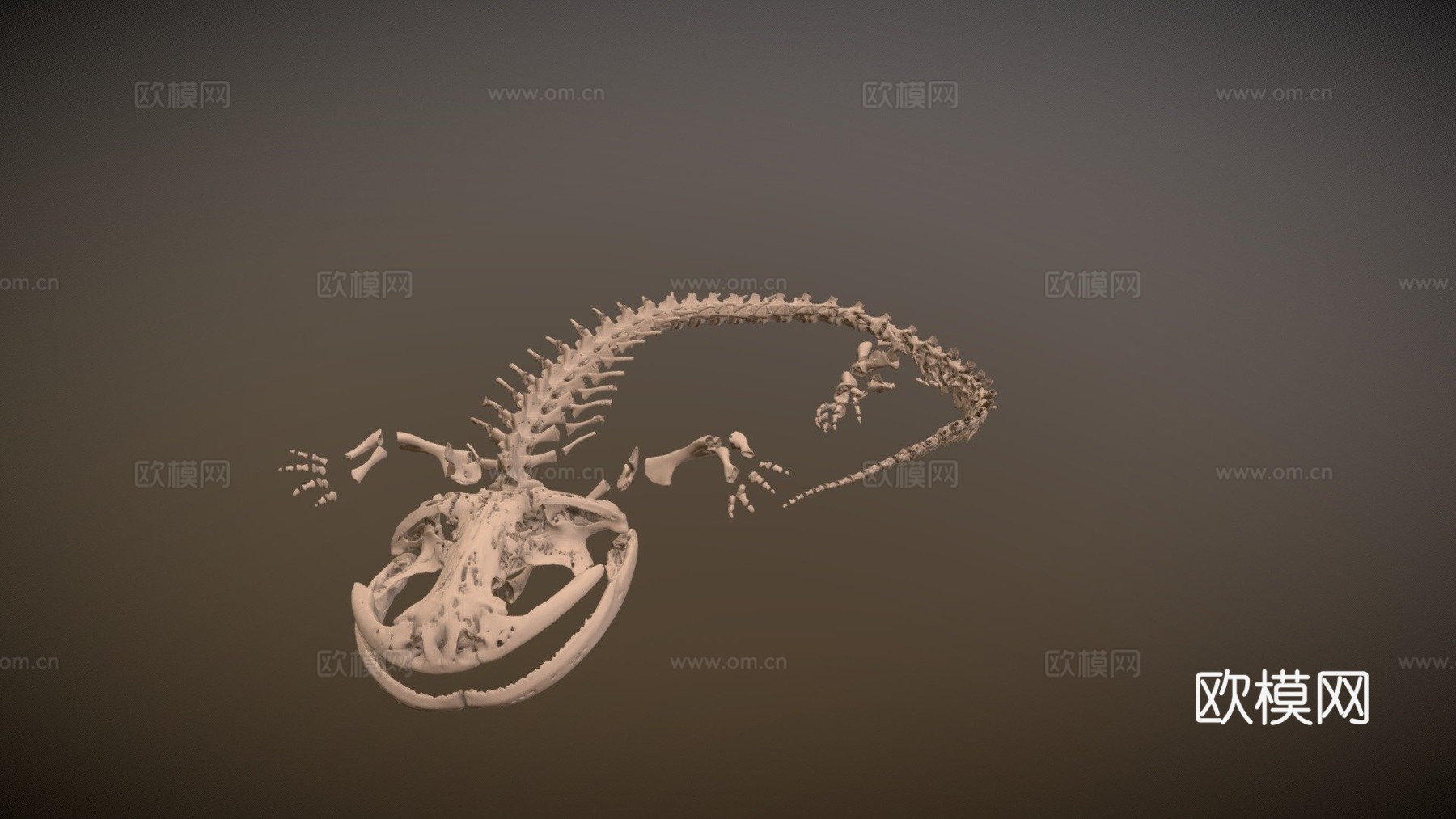日本大鲵FMNH313563d模型