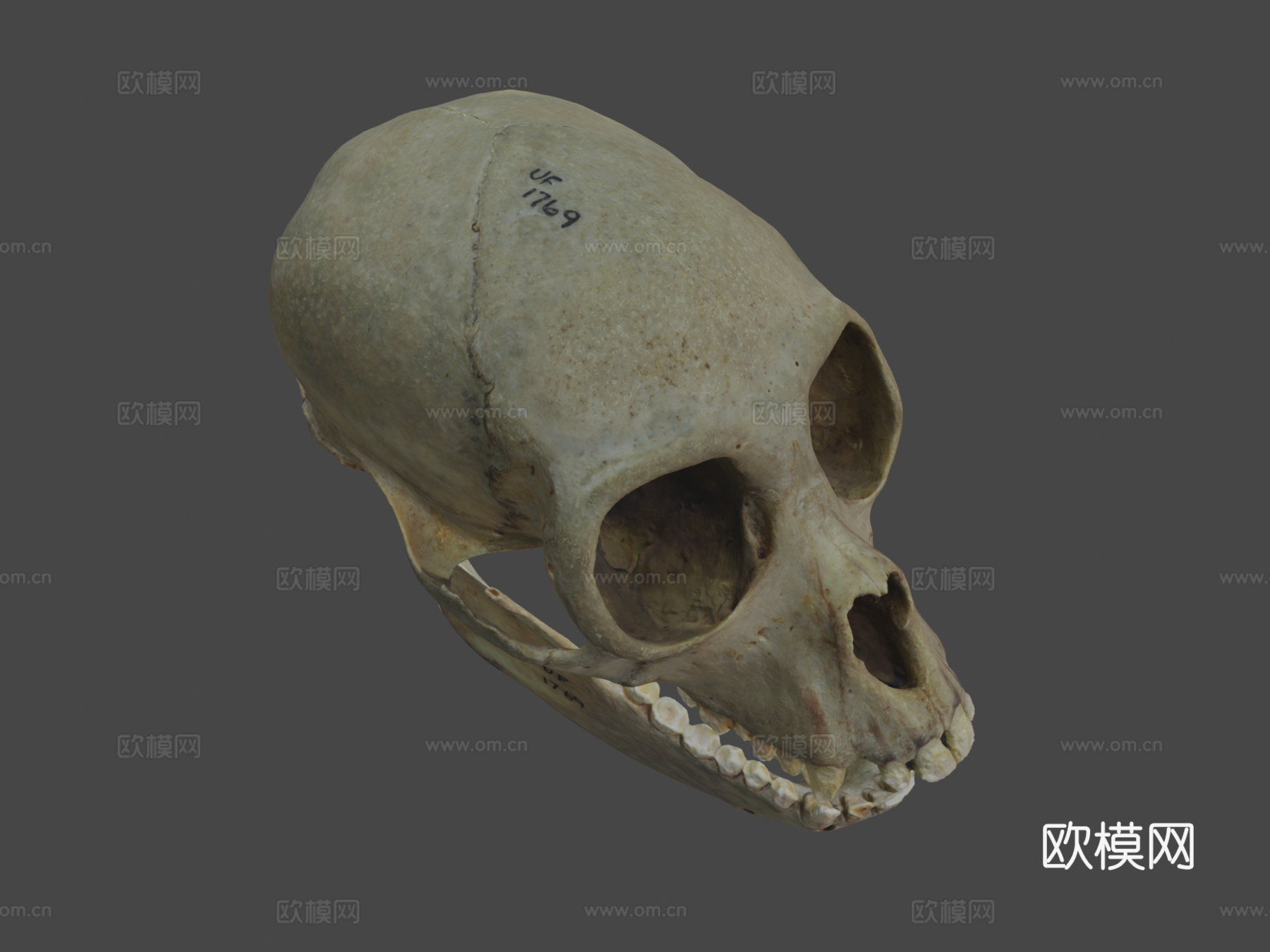 白腹蜘蛛猴头骨与下颌骨3d模型3d模型