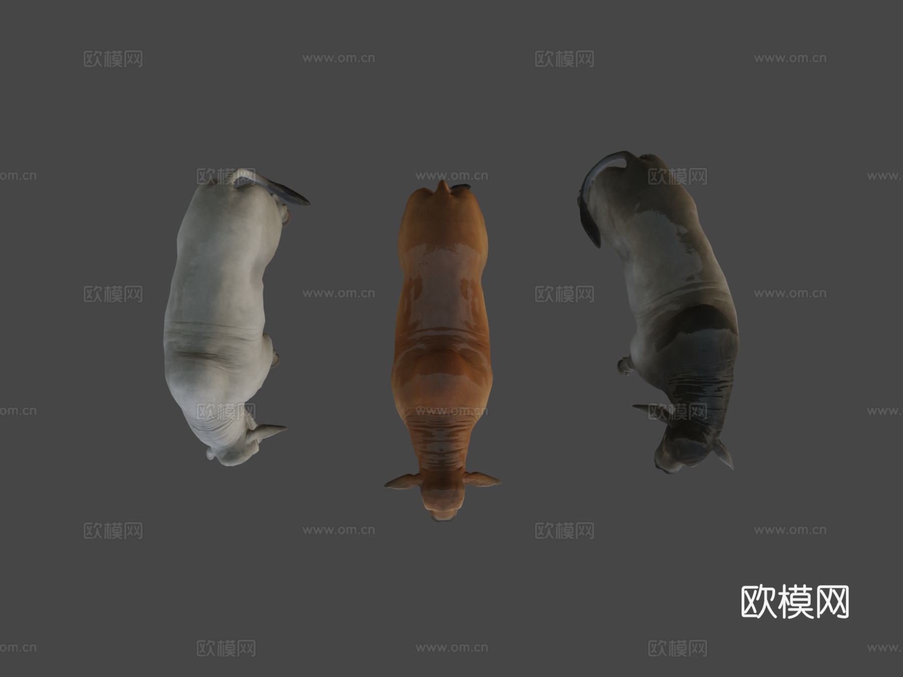 婆罗门公牛3d模型