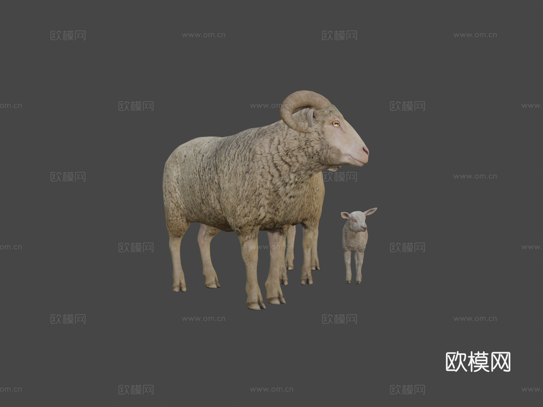 绵羊家族动画3d模型