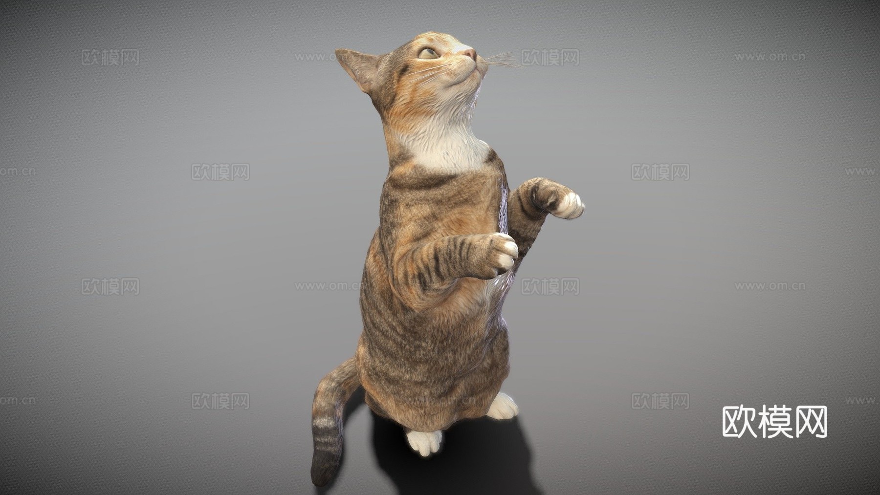 三花猫103d模型