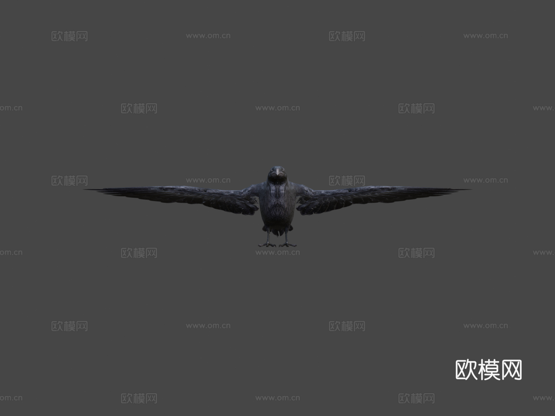 低多边形黑乌鸦野生鸟3d模型