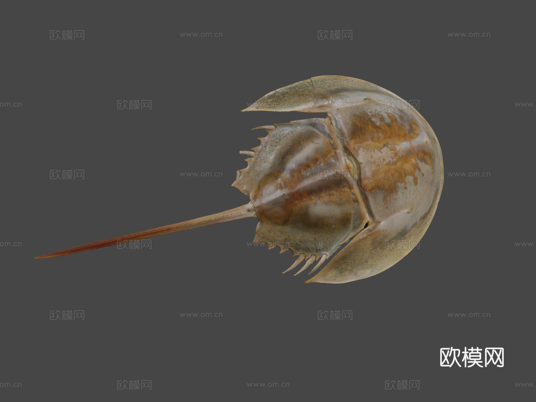 美洲鲎3d模型