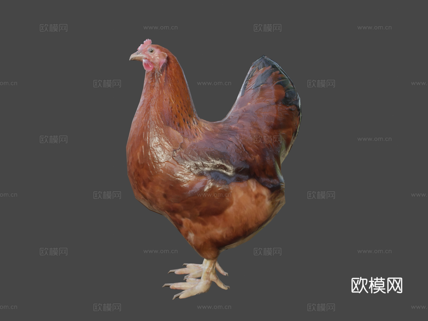 鸡3d模型