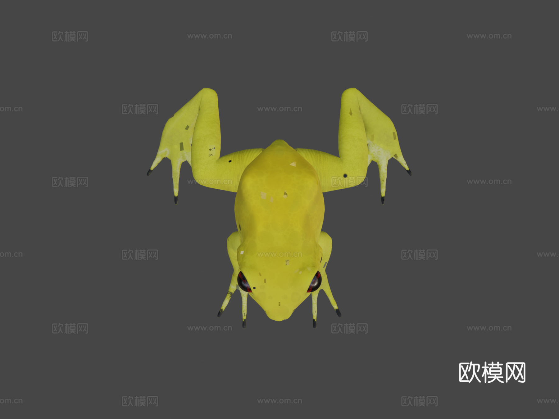 金色箭毒蛙3d模型