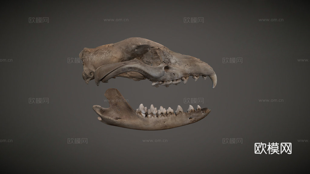 袋狼头骨3d模型