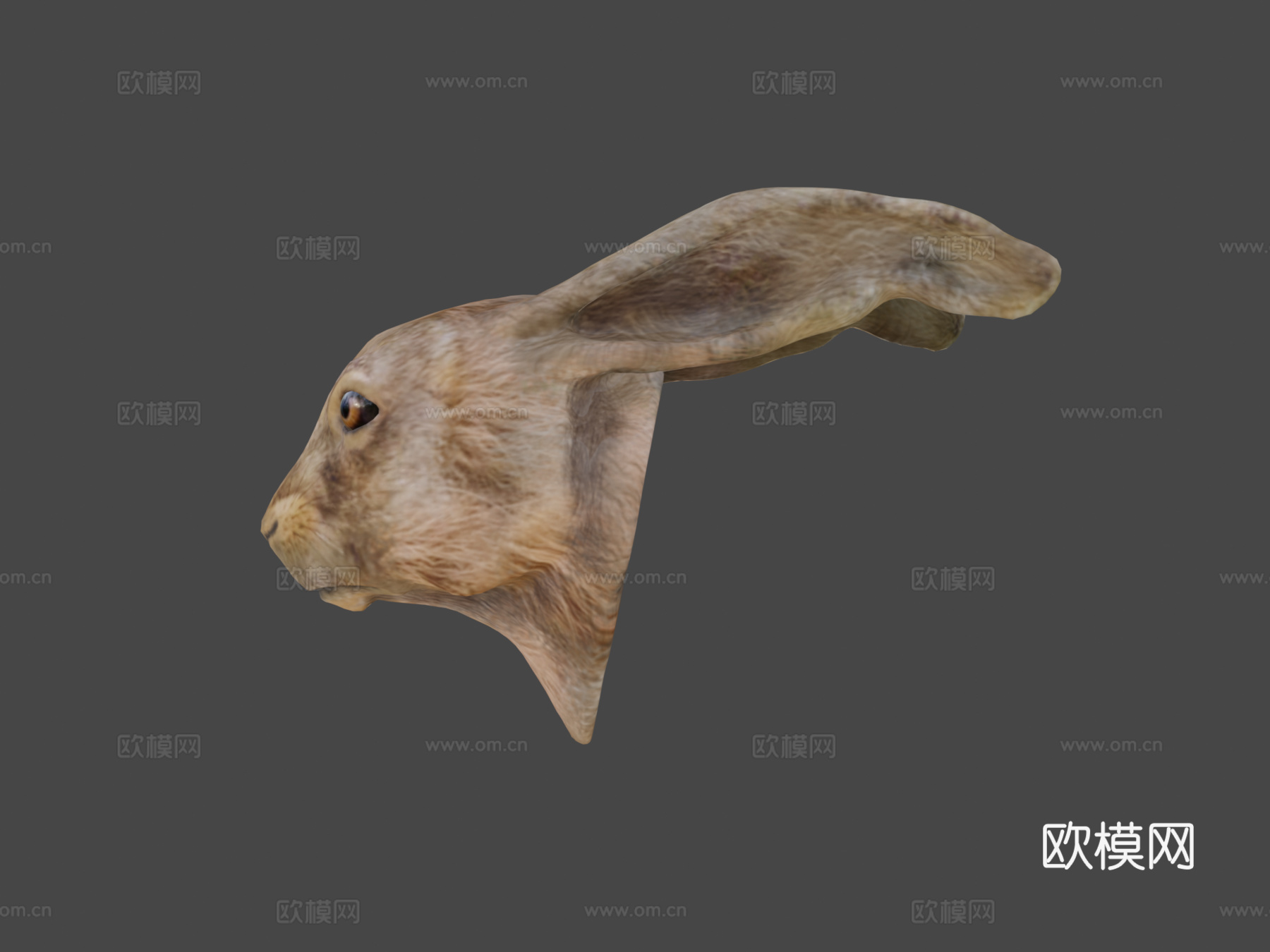 欧洲野兔3d模型