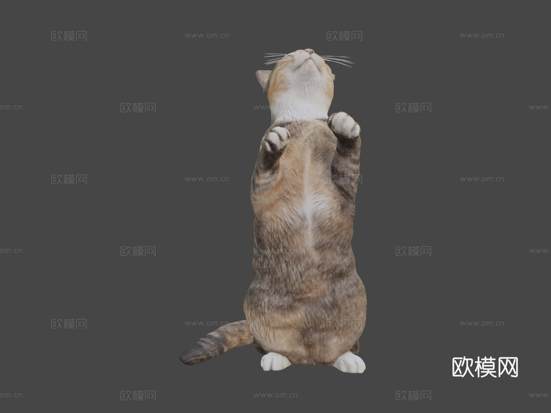 三花猫103d模型