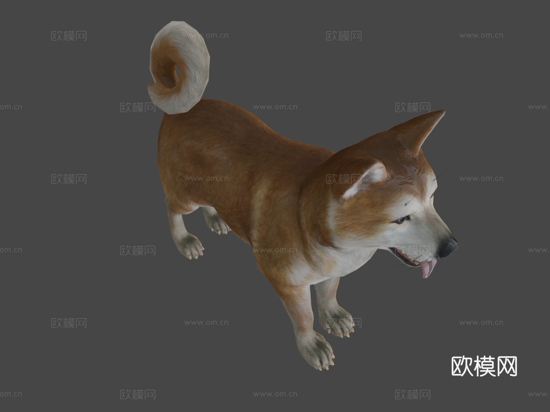 犬-秋田犬3d模型