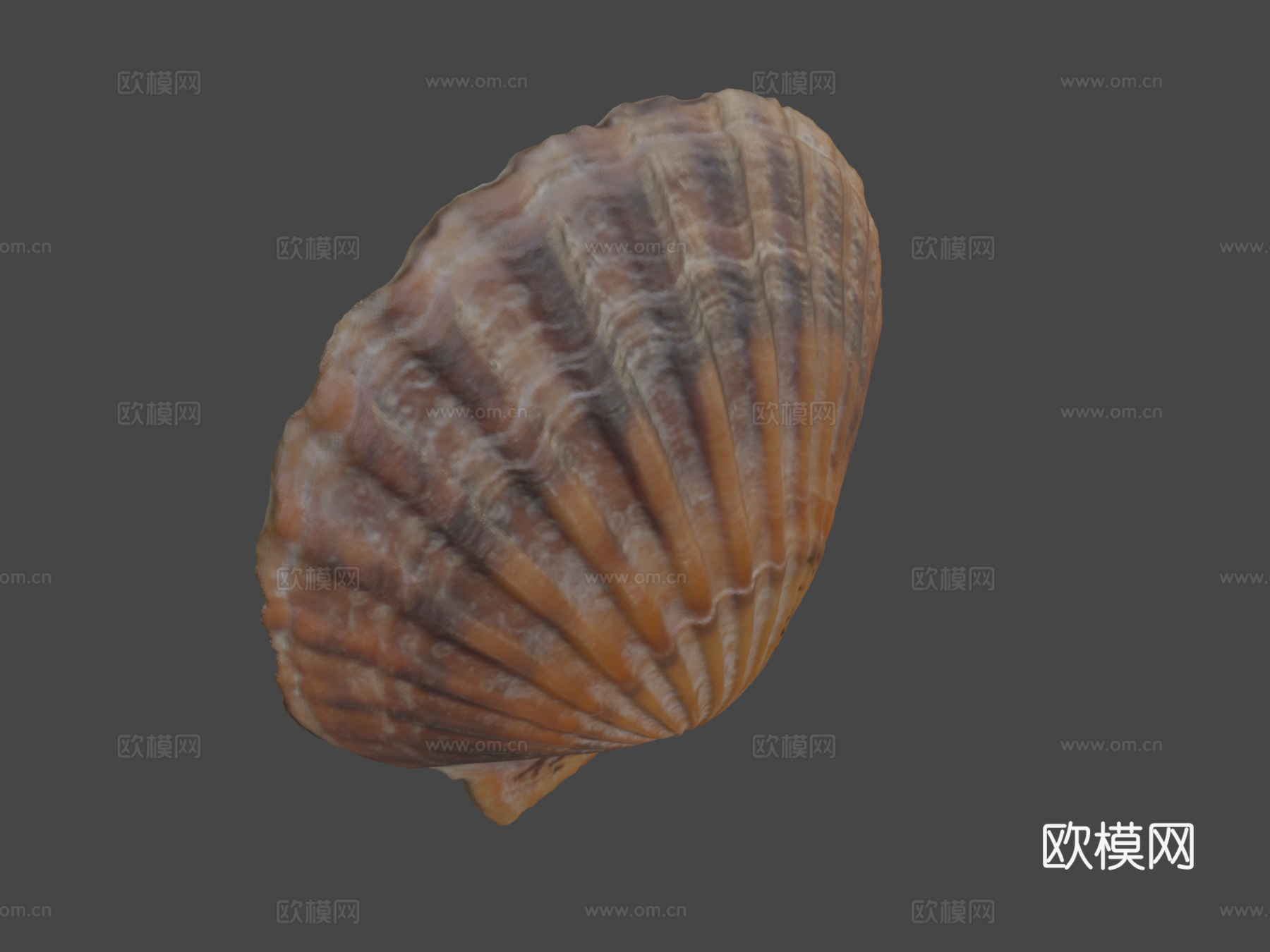 扇贝壳3d模型
