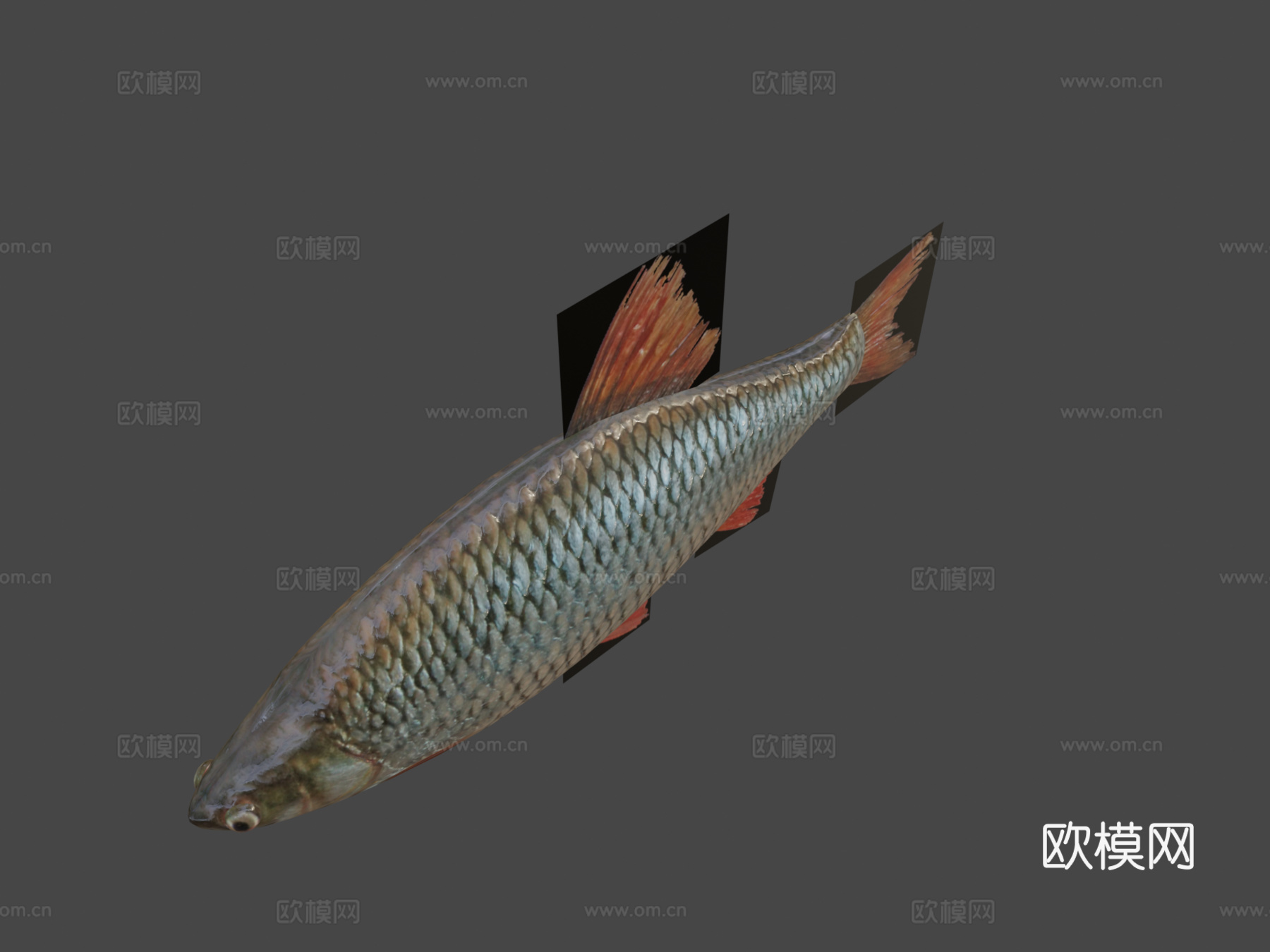 红鳍鱼3d模型