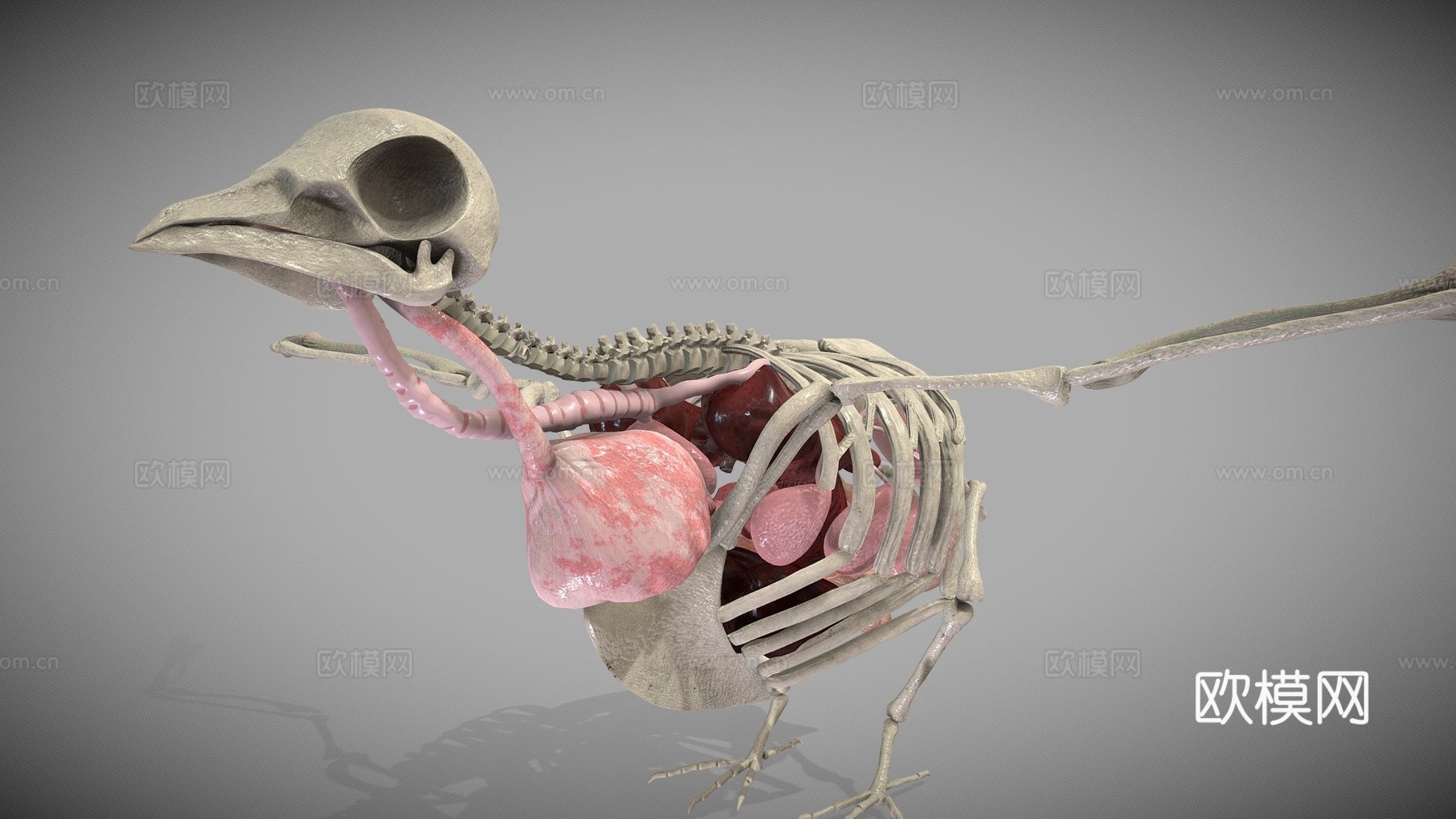 鸽子解剖3d模型