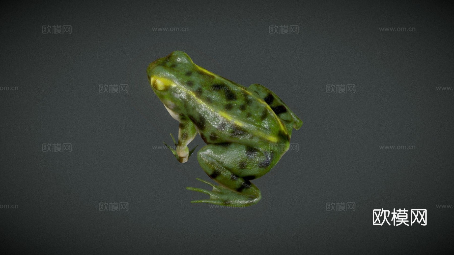 青蛙3d模型