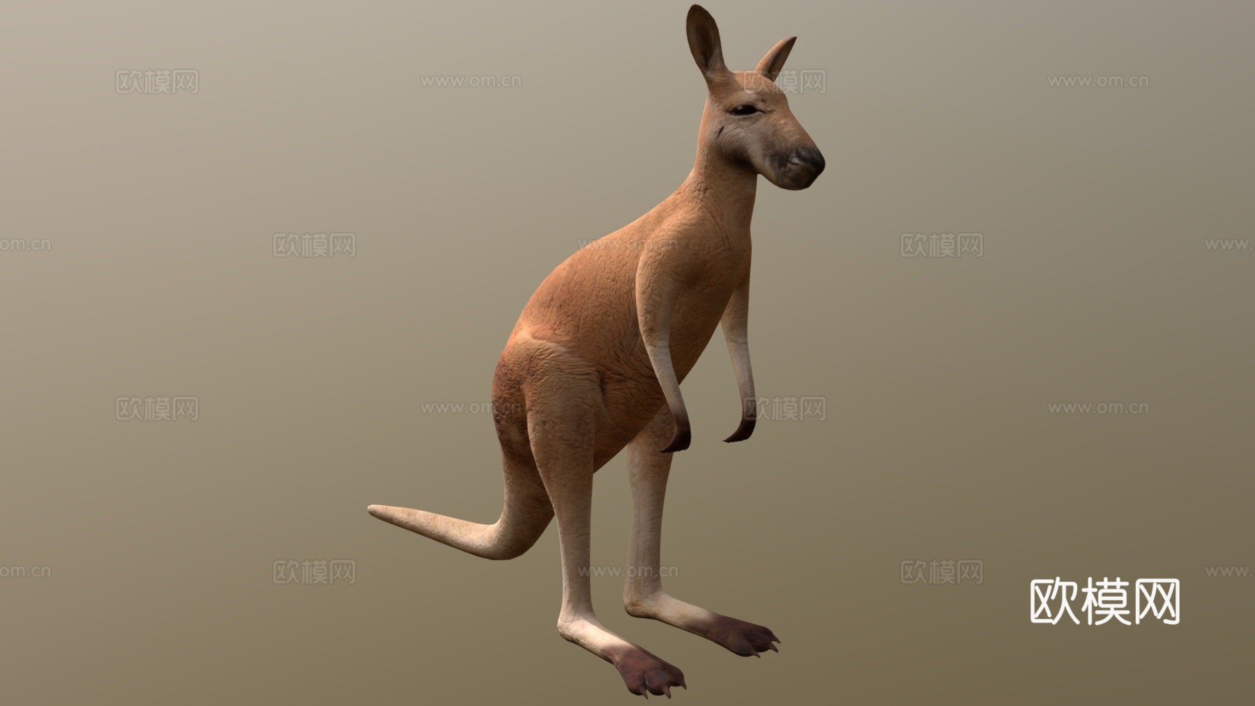 袋鼠3d模型