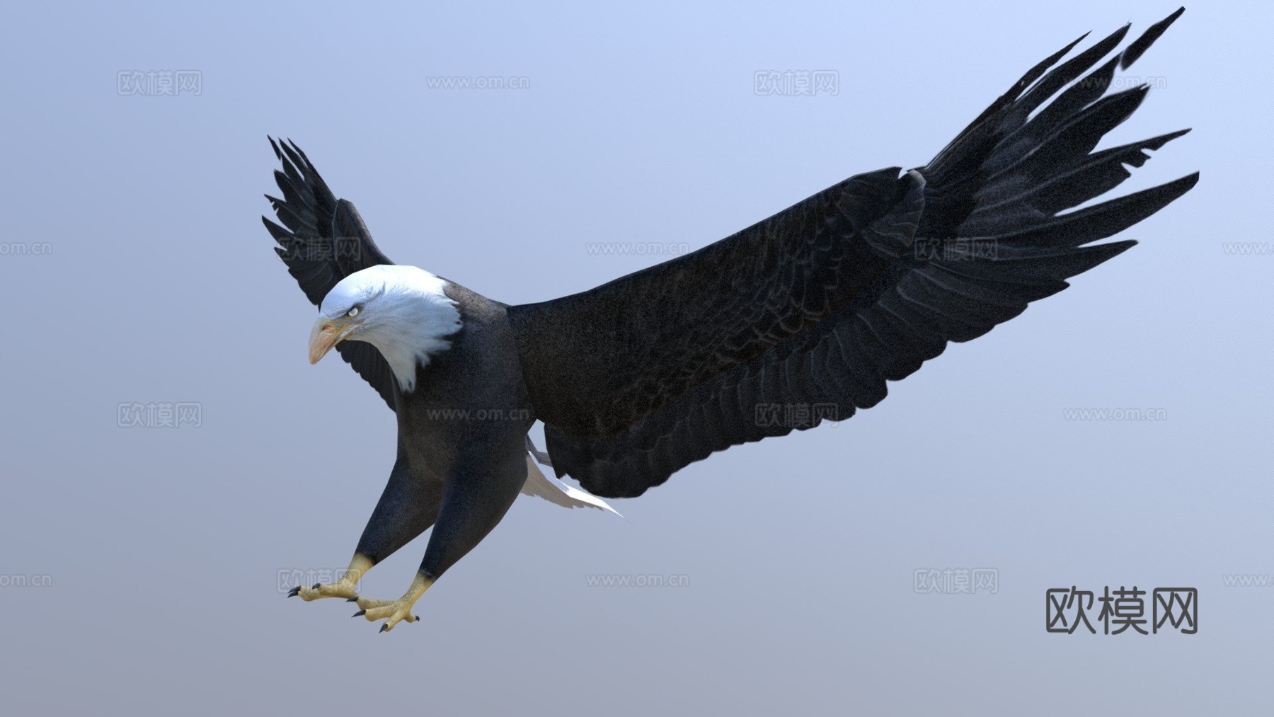 白头鹰3d模型
