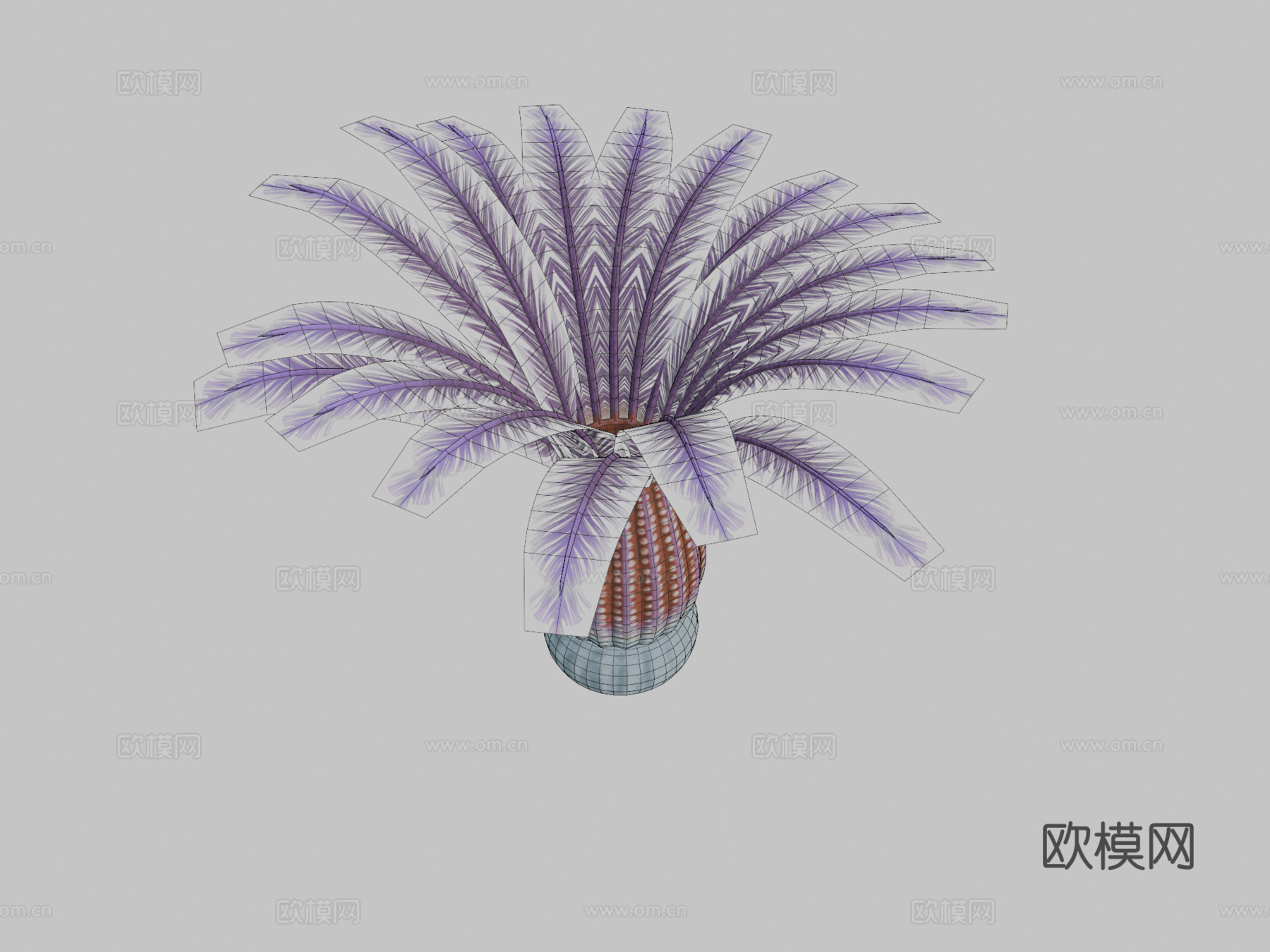中华仙光鱼3d模型