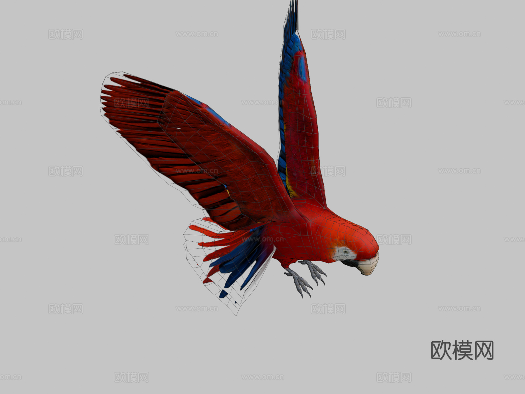 红金刚鹦鹉3d模型