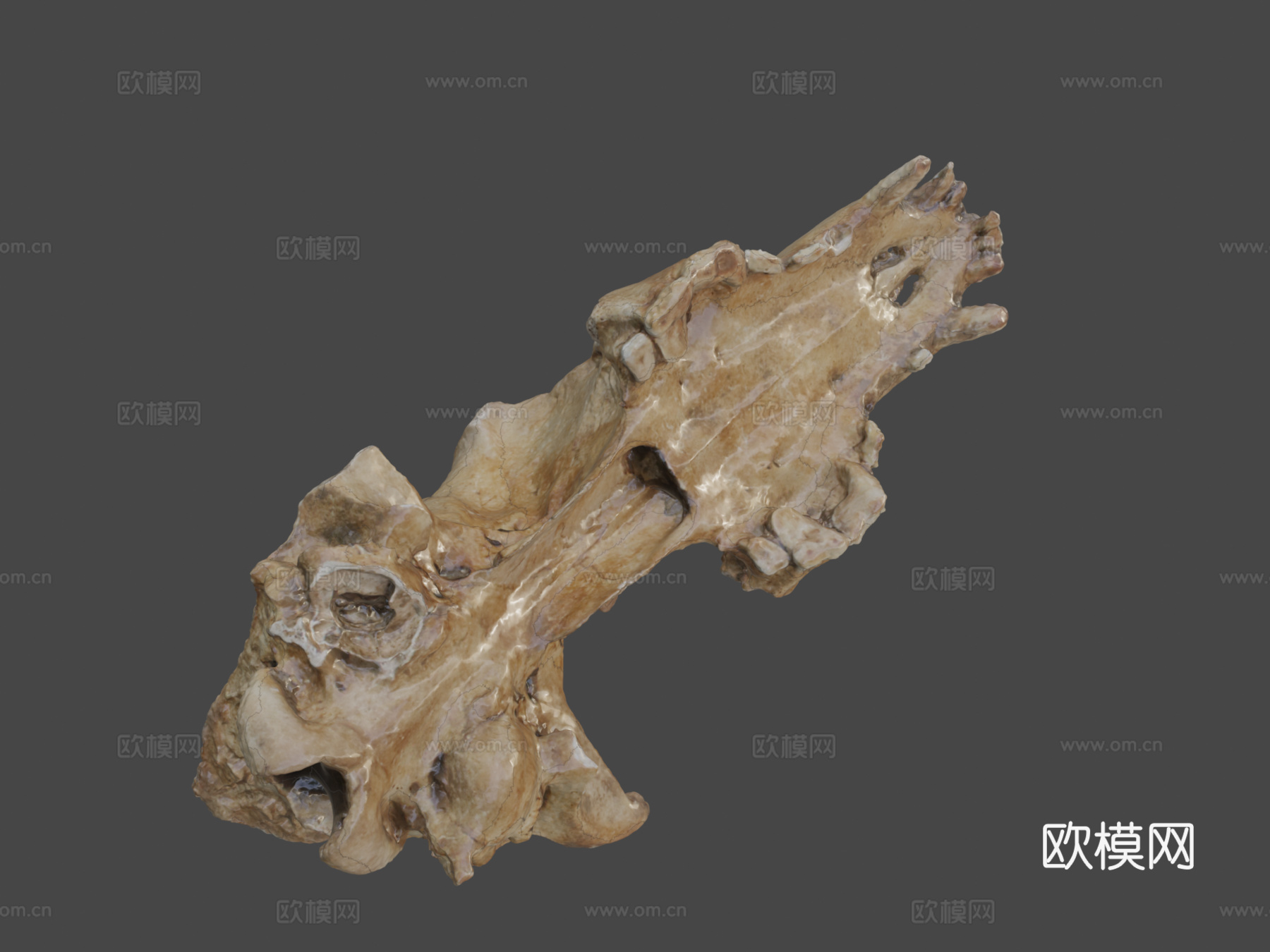 莱斯顿修道院发现2013-犬类头骨3d模型