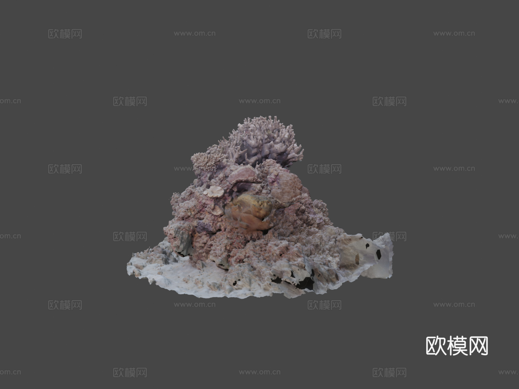 冲绳珊瑚-Agisoft自然挑战3d模型