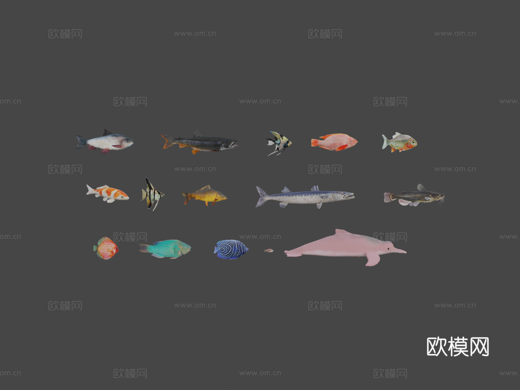 种淡水鱼包-低多边形动物3d模型